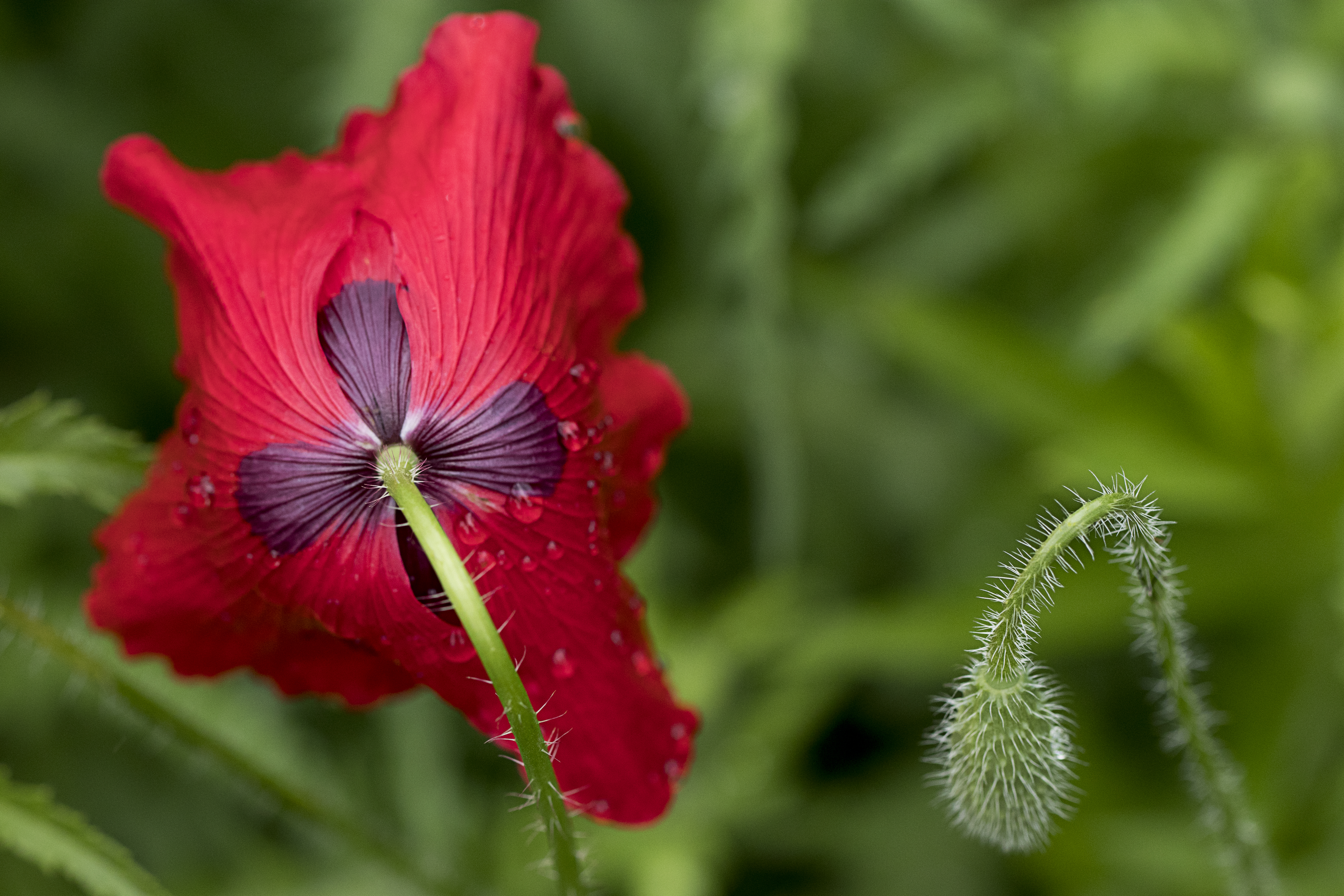 Natural red poppy flower on green grass background