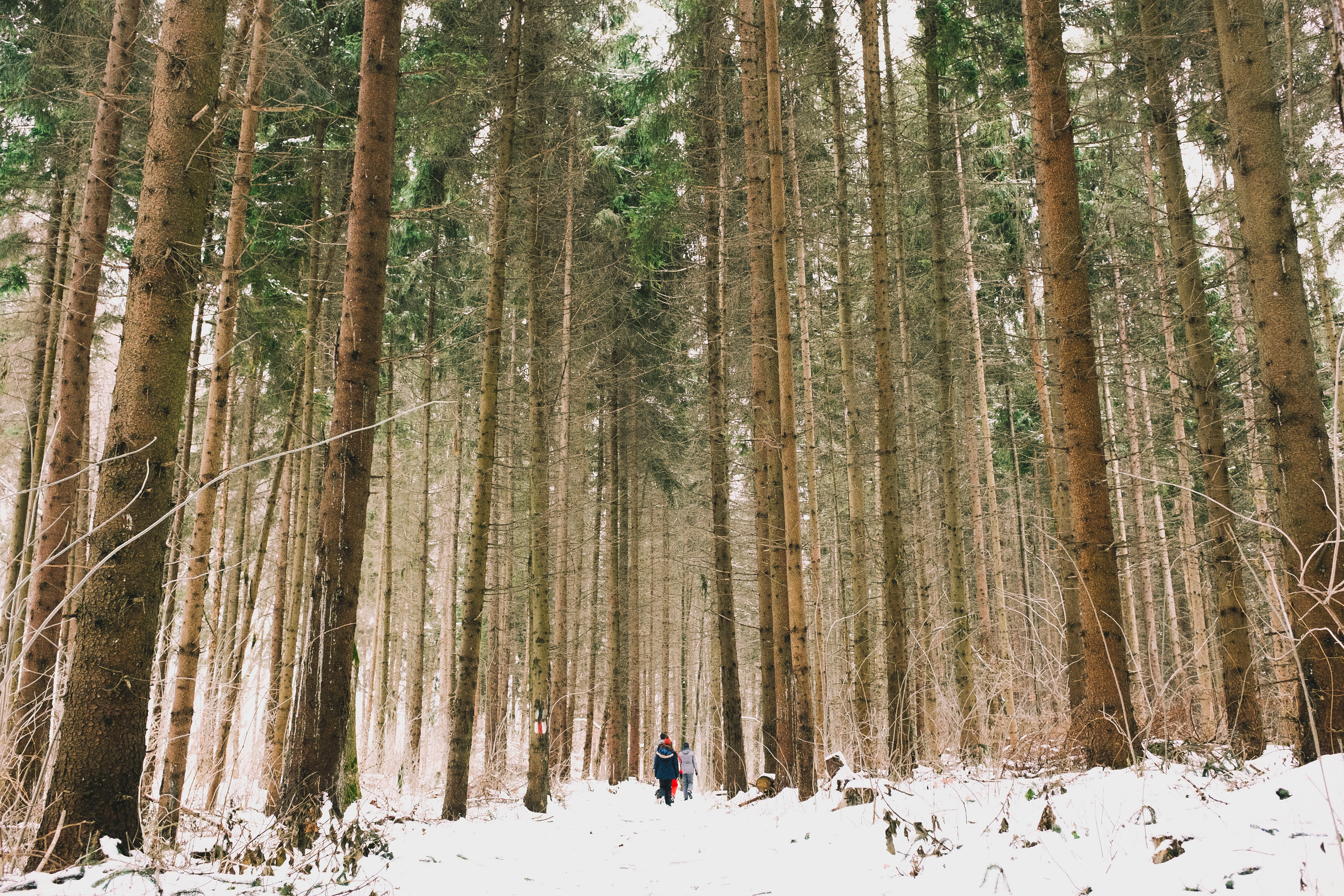 Бесплатное фото хвойный зимний лес