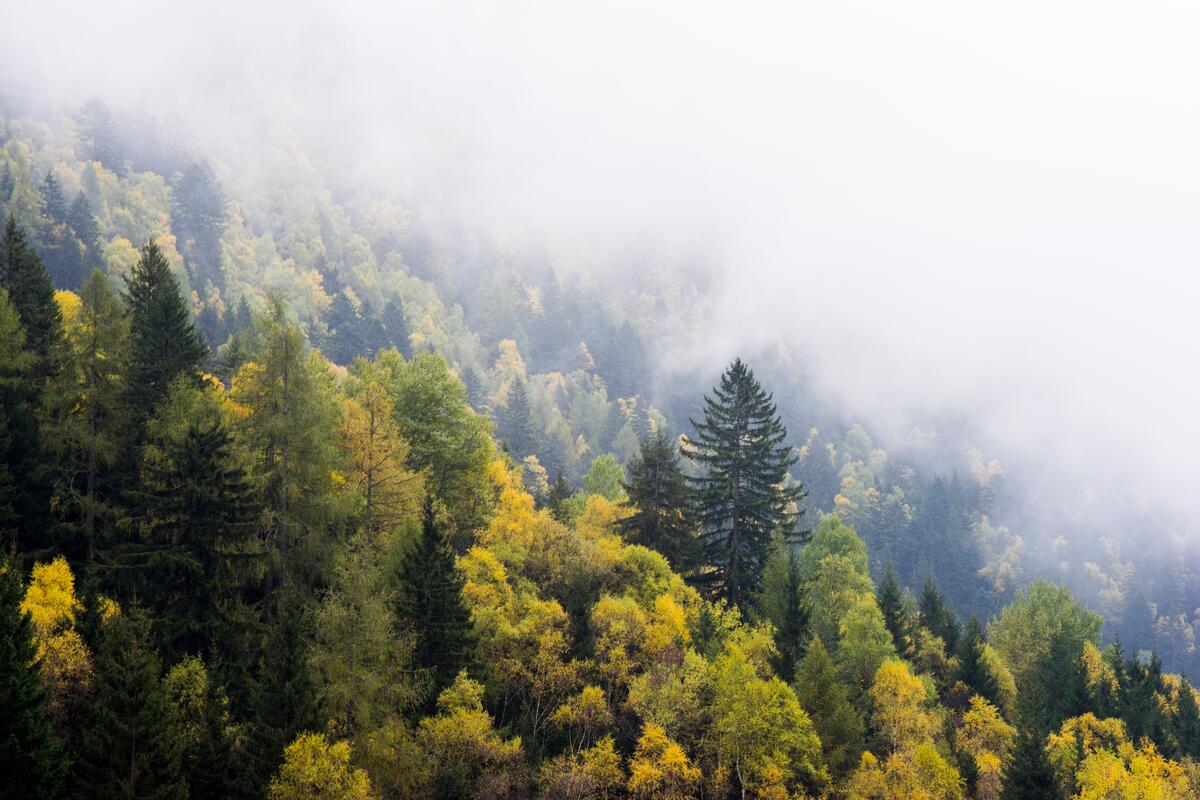 Склон с деревьями в тумане