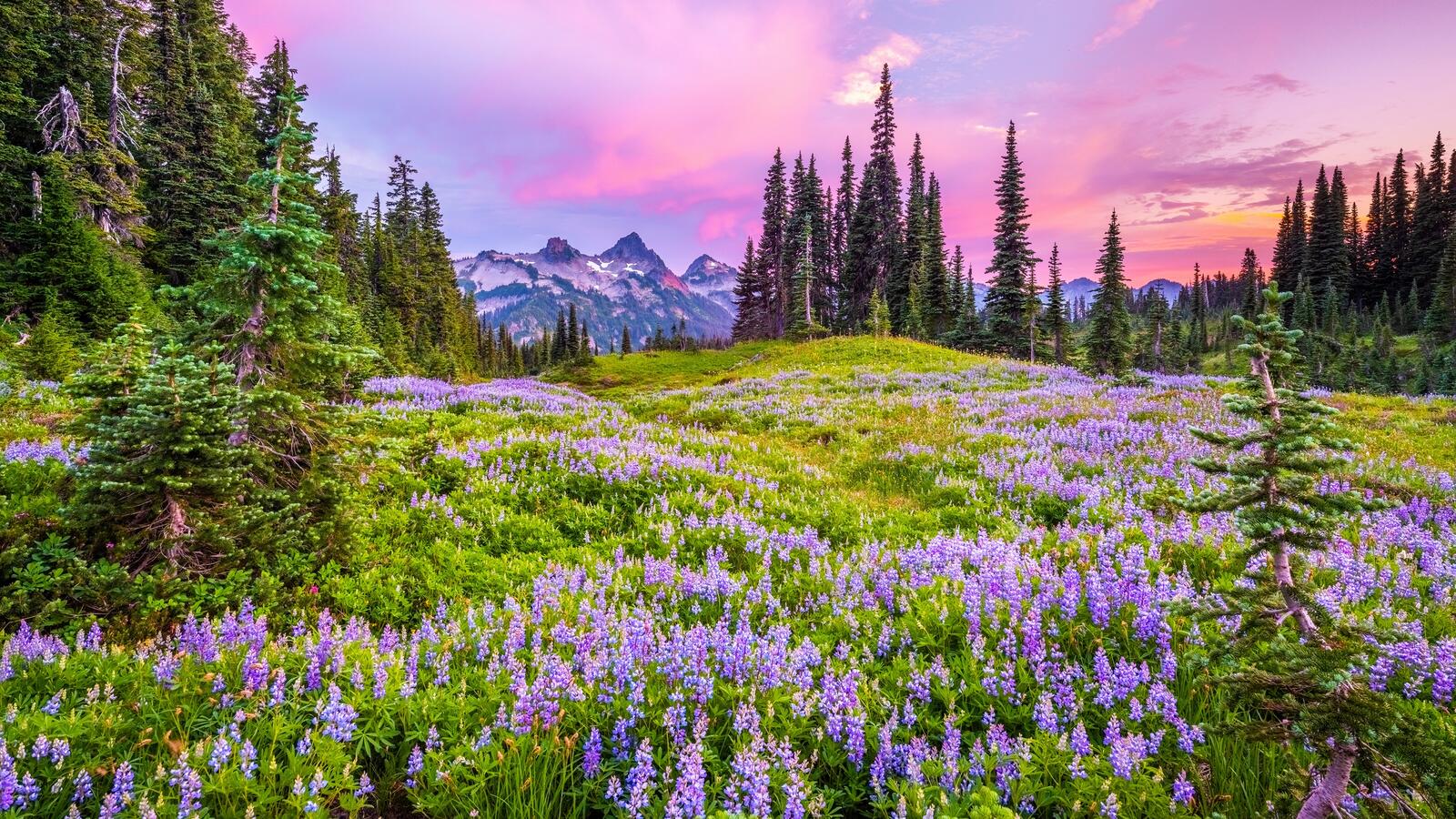 Бесплатное фото Зеленая трава с фиолетовыми цветами