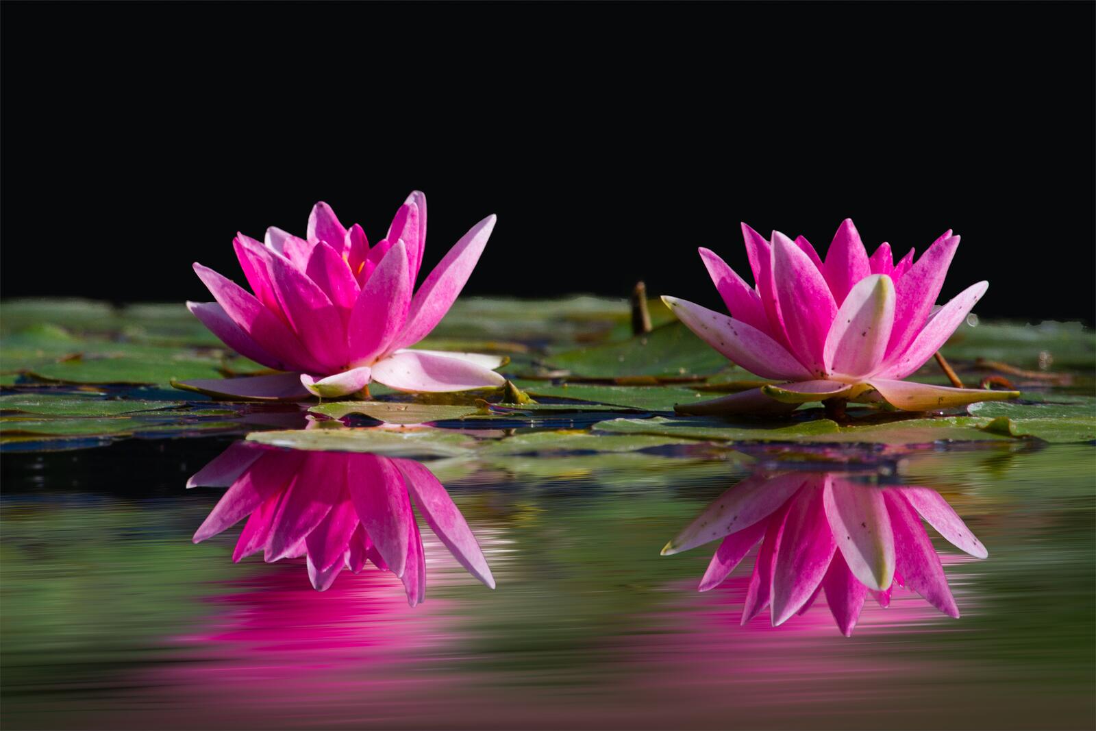 Бесплатное фото Цветущие лилии с кувшинками в пруду