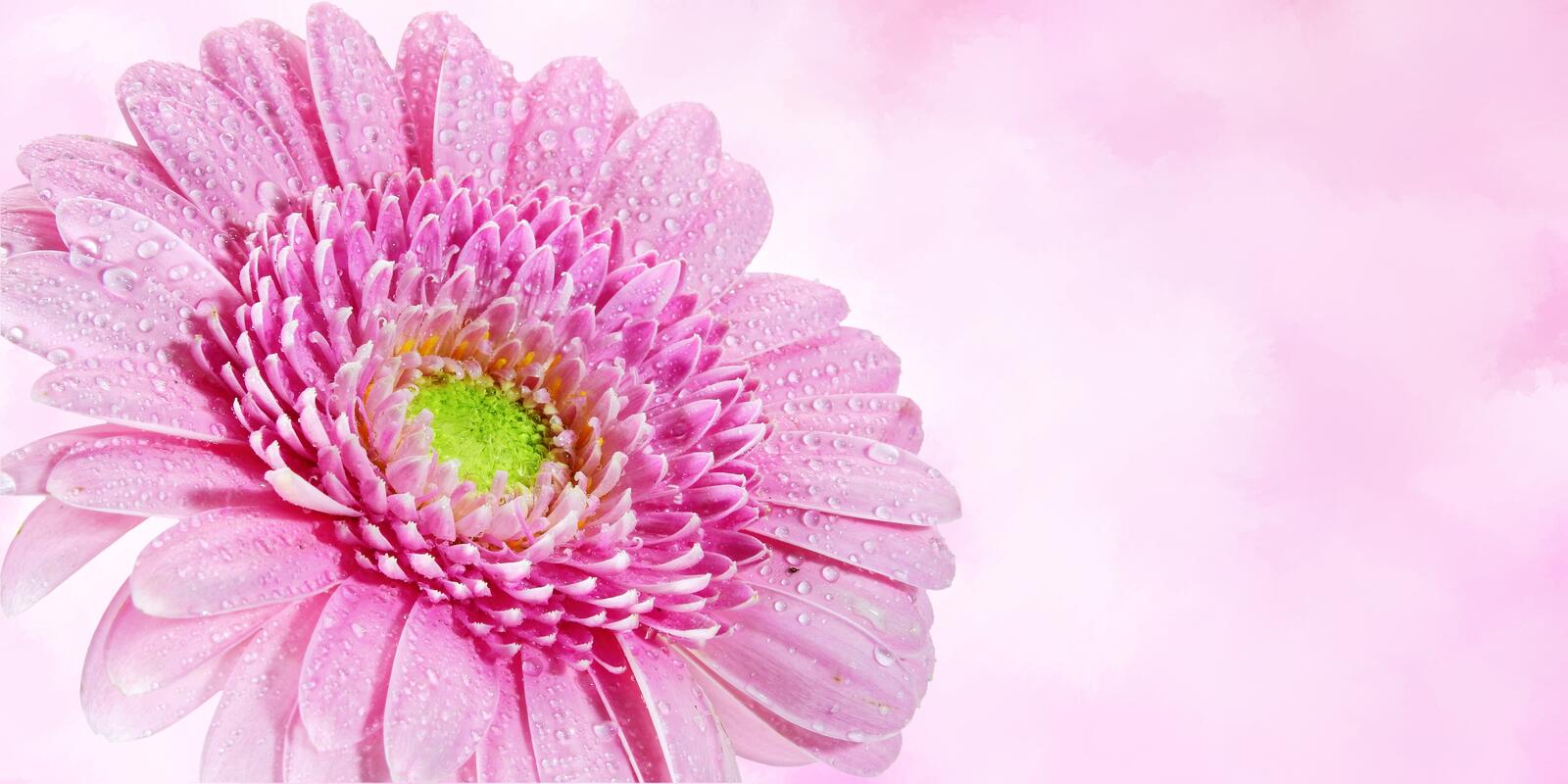 Бесплатное фото Розовая хризантема
