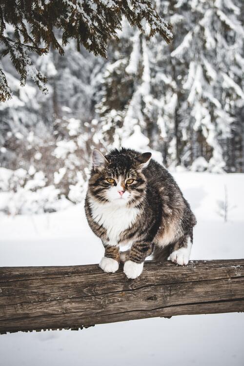 A cat walks on the fence in winter