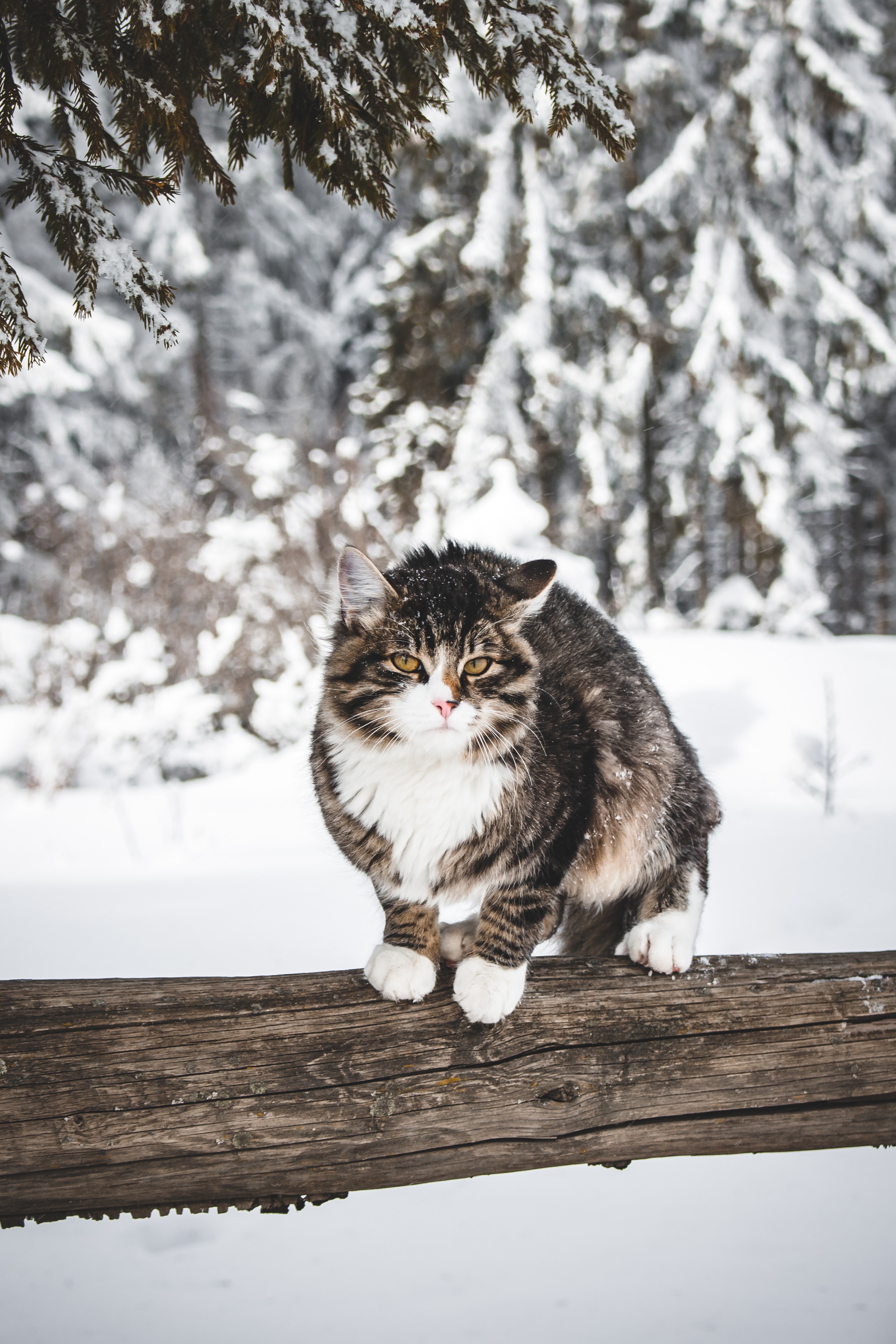 Free photo A cat walks on the fence in winter