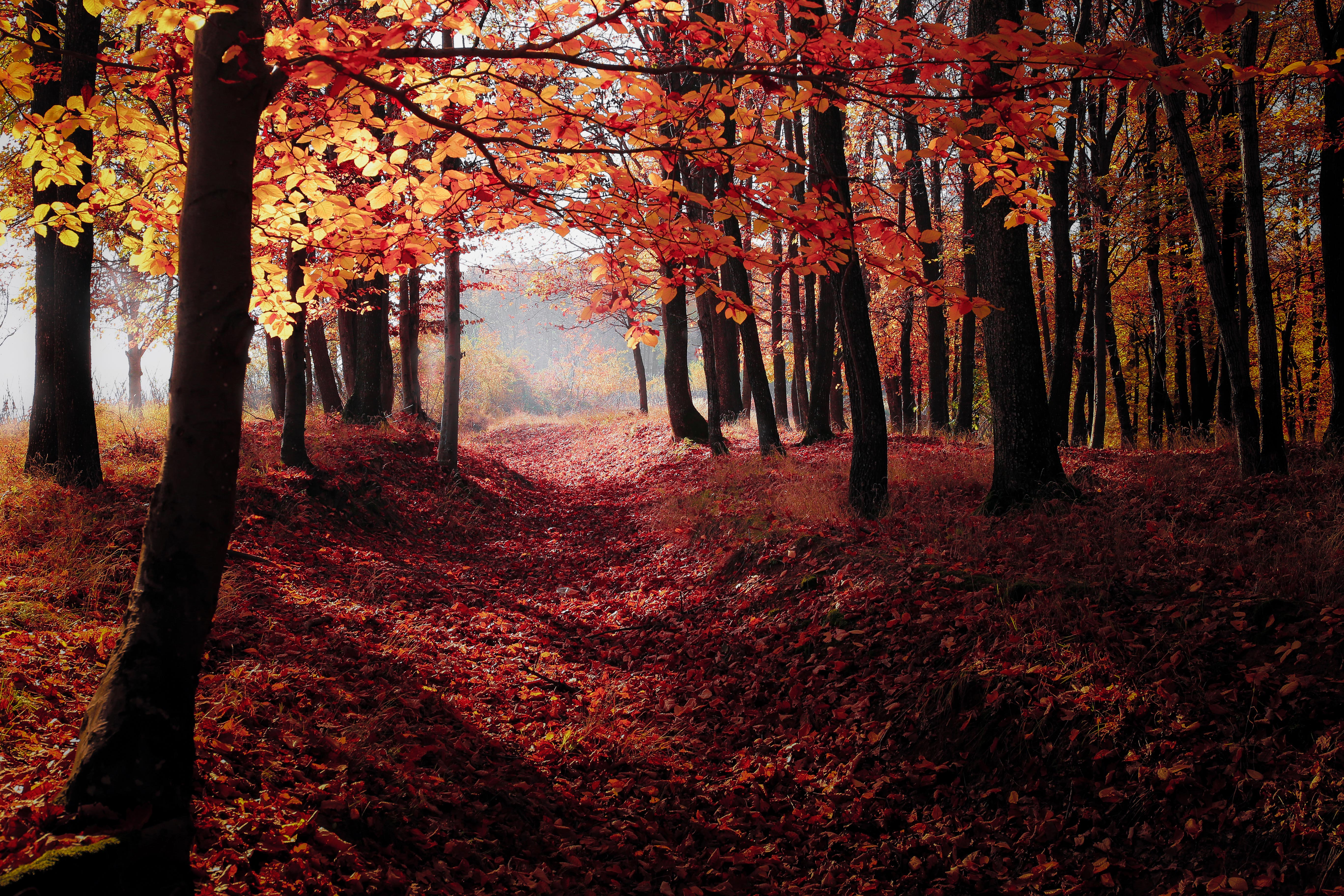 Лес с опавшими красными листьями