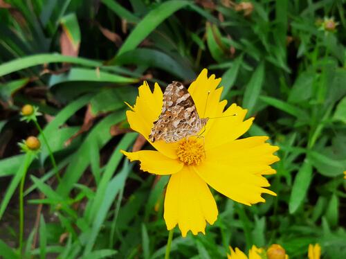 A butterfly on a yellow flower