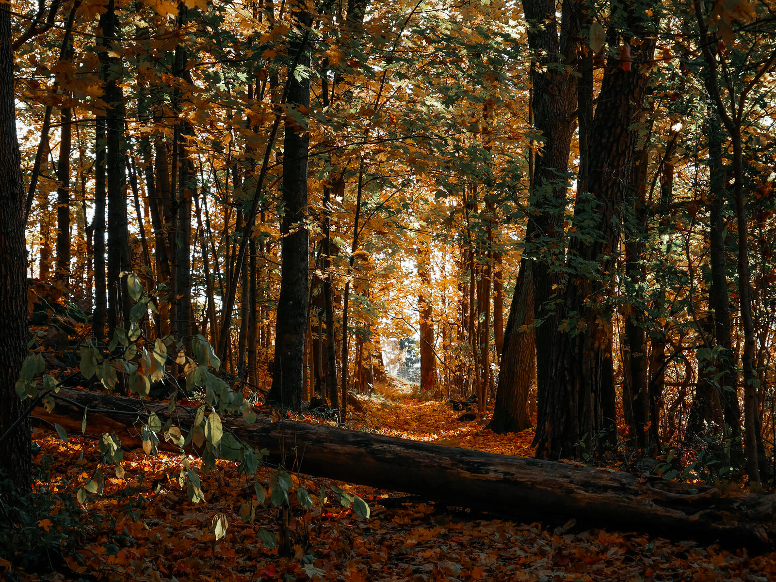 免费照片秋天森林中的一棵倒下的树