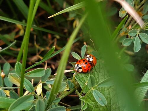 Two ladybugs on a green leaf