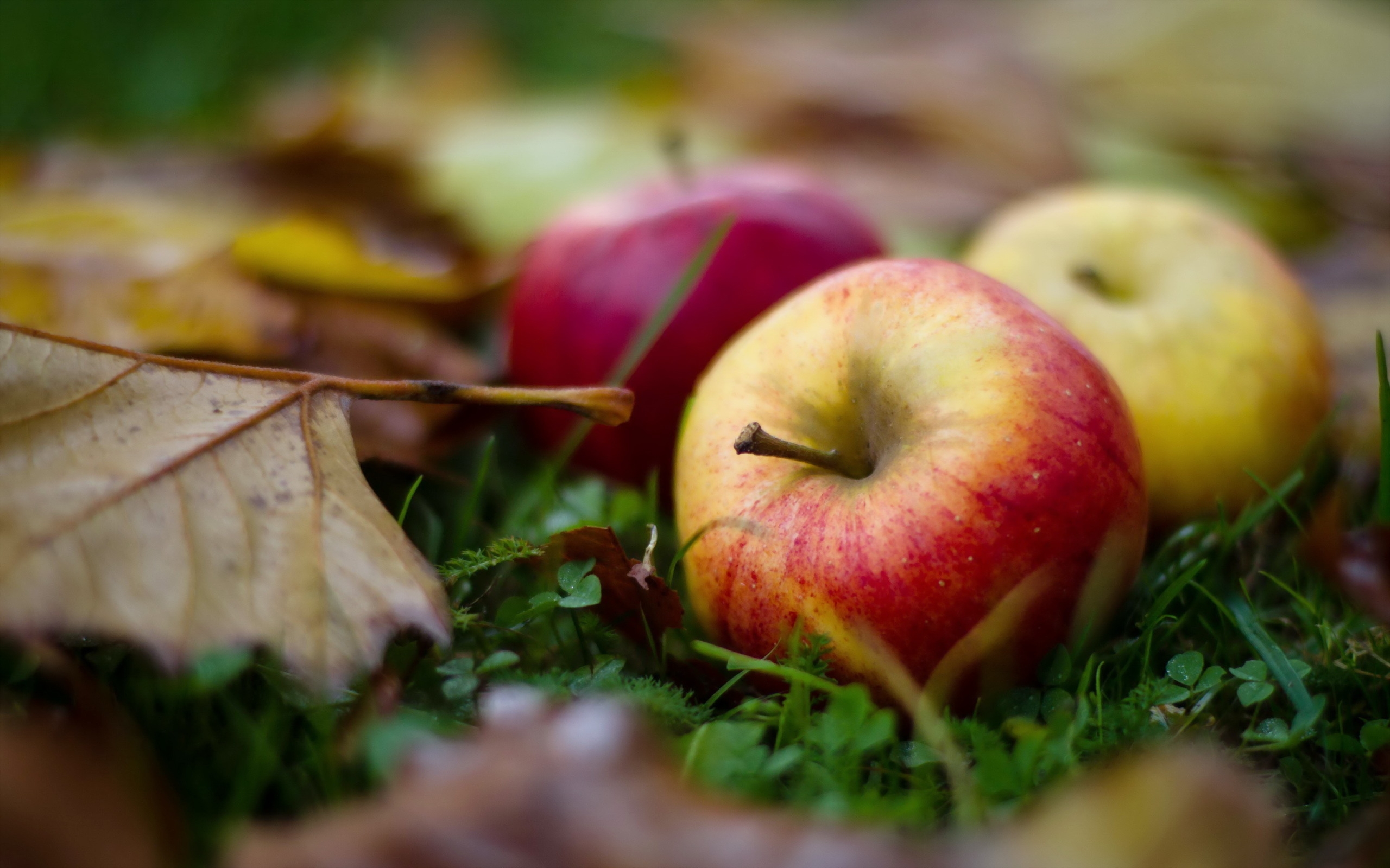 Бесплатное фото Спелые яблоки на земле