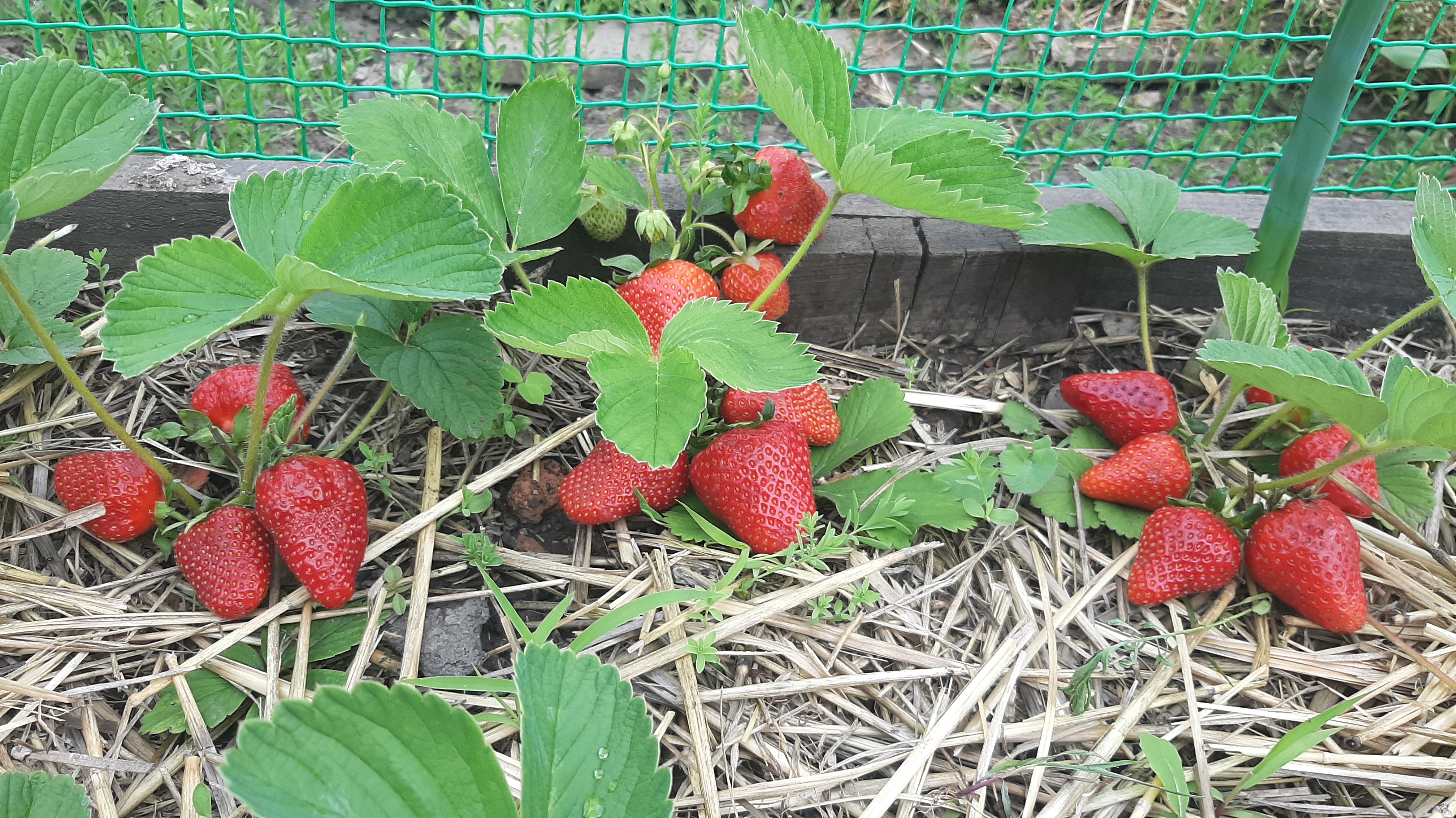 菜园床上的红草莓
