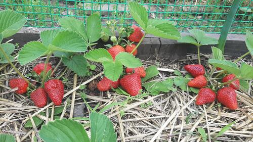 Red strawberries in the garden bed