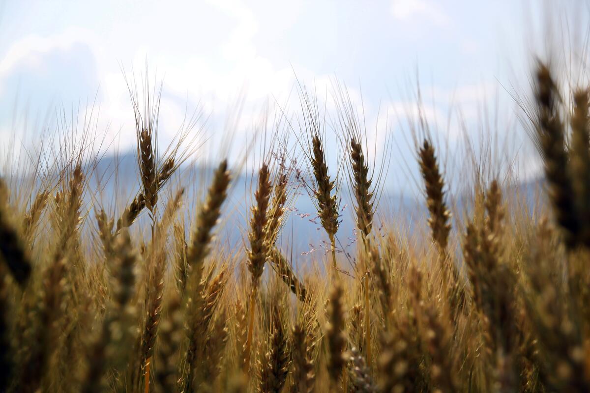Стебли пшеницы во время сбора урожая