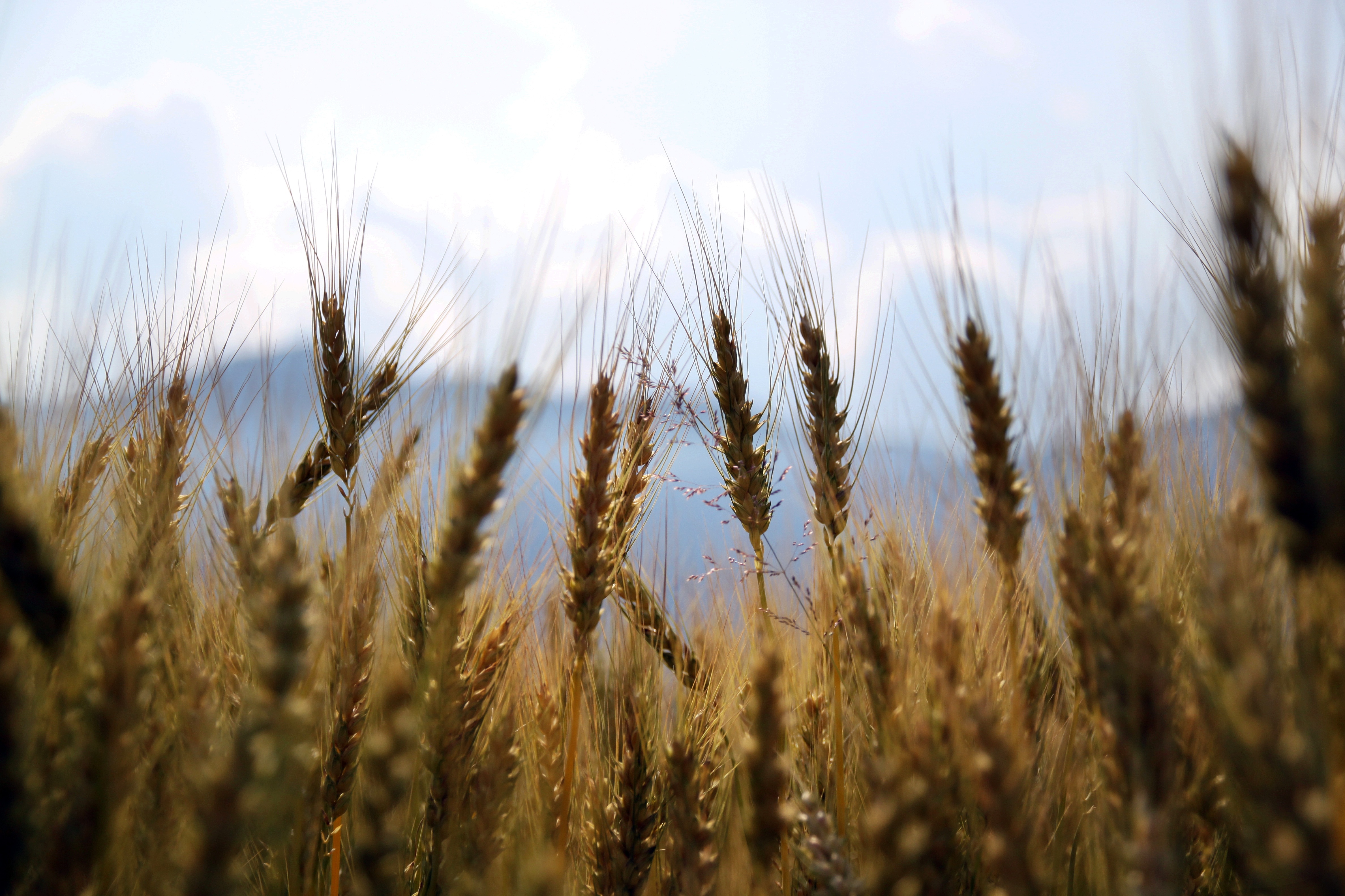 Бесплатное фото Стебли пшеницы во время сбора урожая