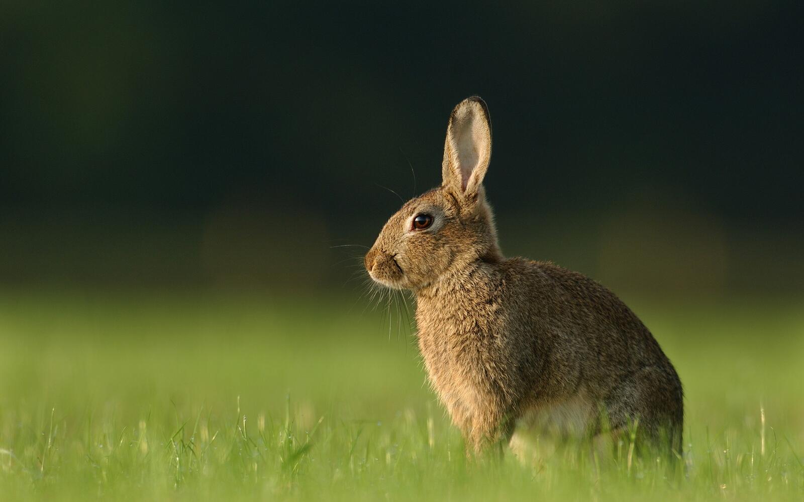Wallpapers hare grass rabbit on the desktop