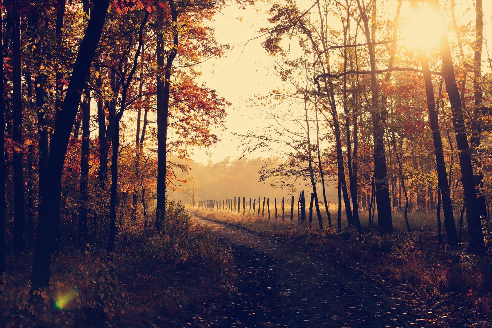 Бесплатное фото Тропинка в осеннем лесу на закате