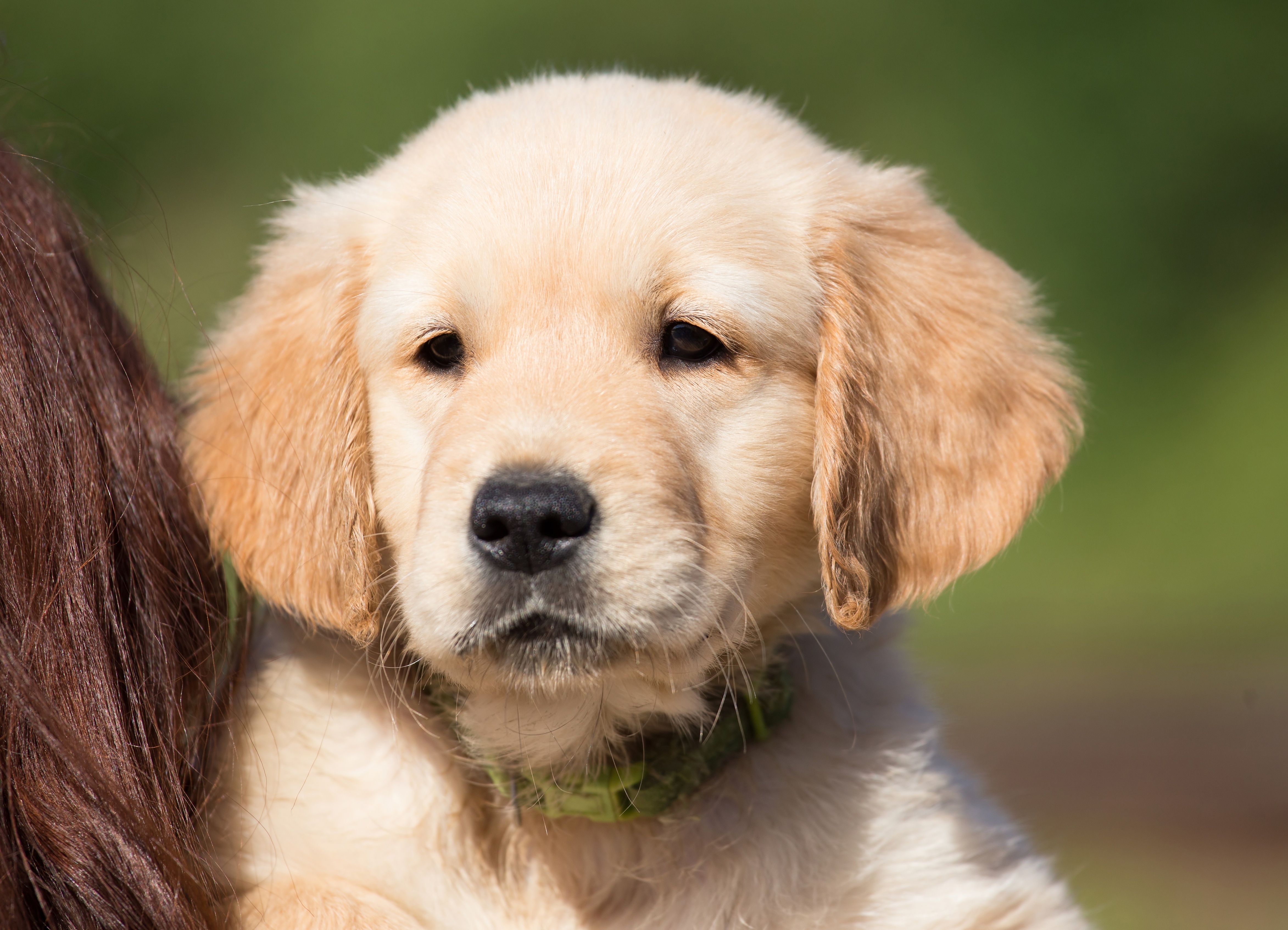 Обои щенок, собака, питомец, молодые, млекопитающее, нос, золотой ретривер - бесплатные картинки на Fonwall