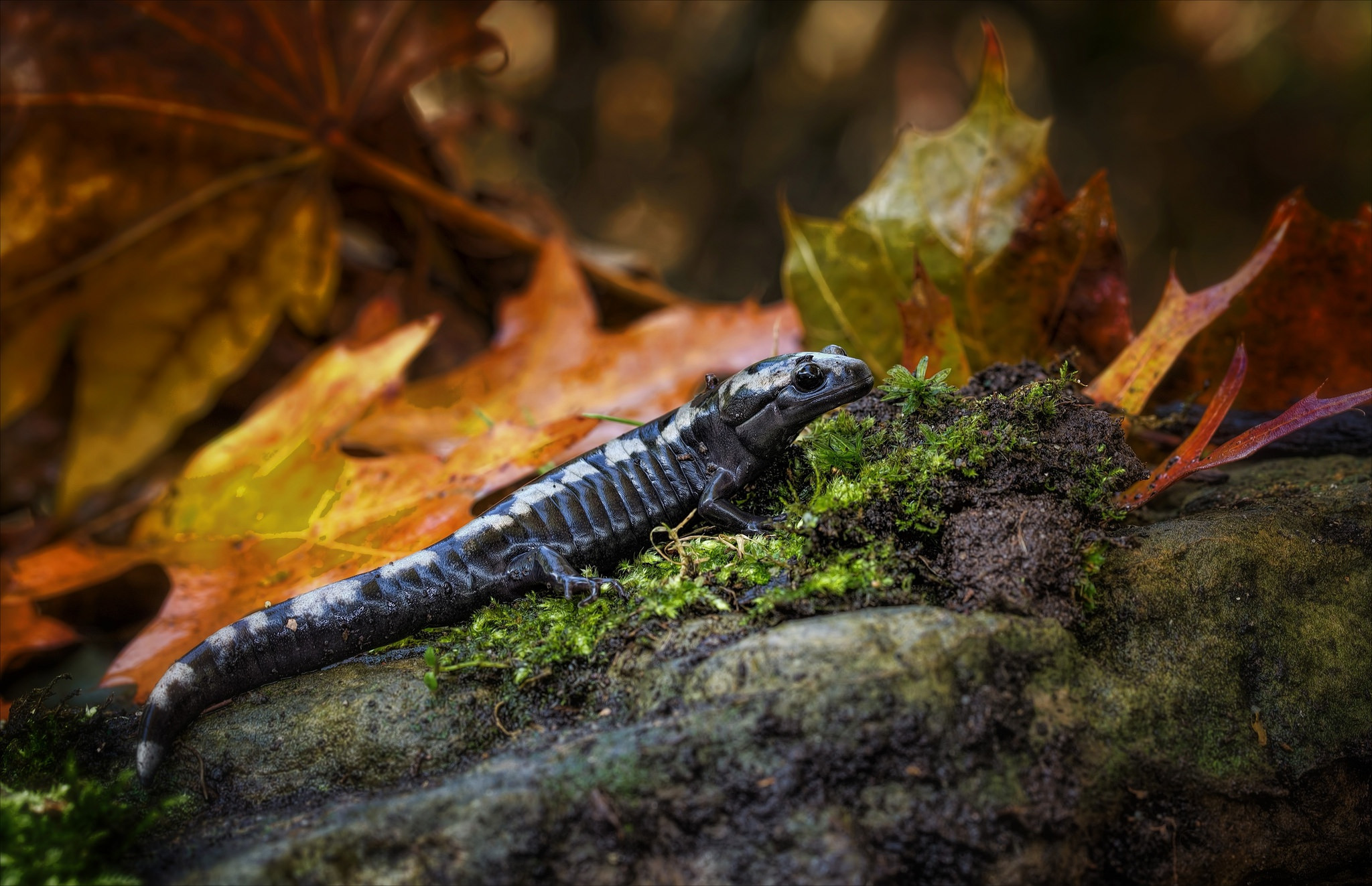 Фото бесплатно рептилия, мох, осень