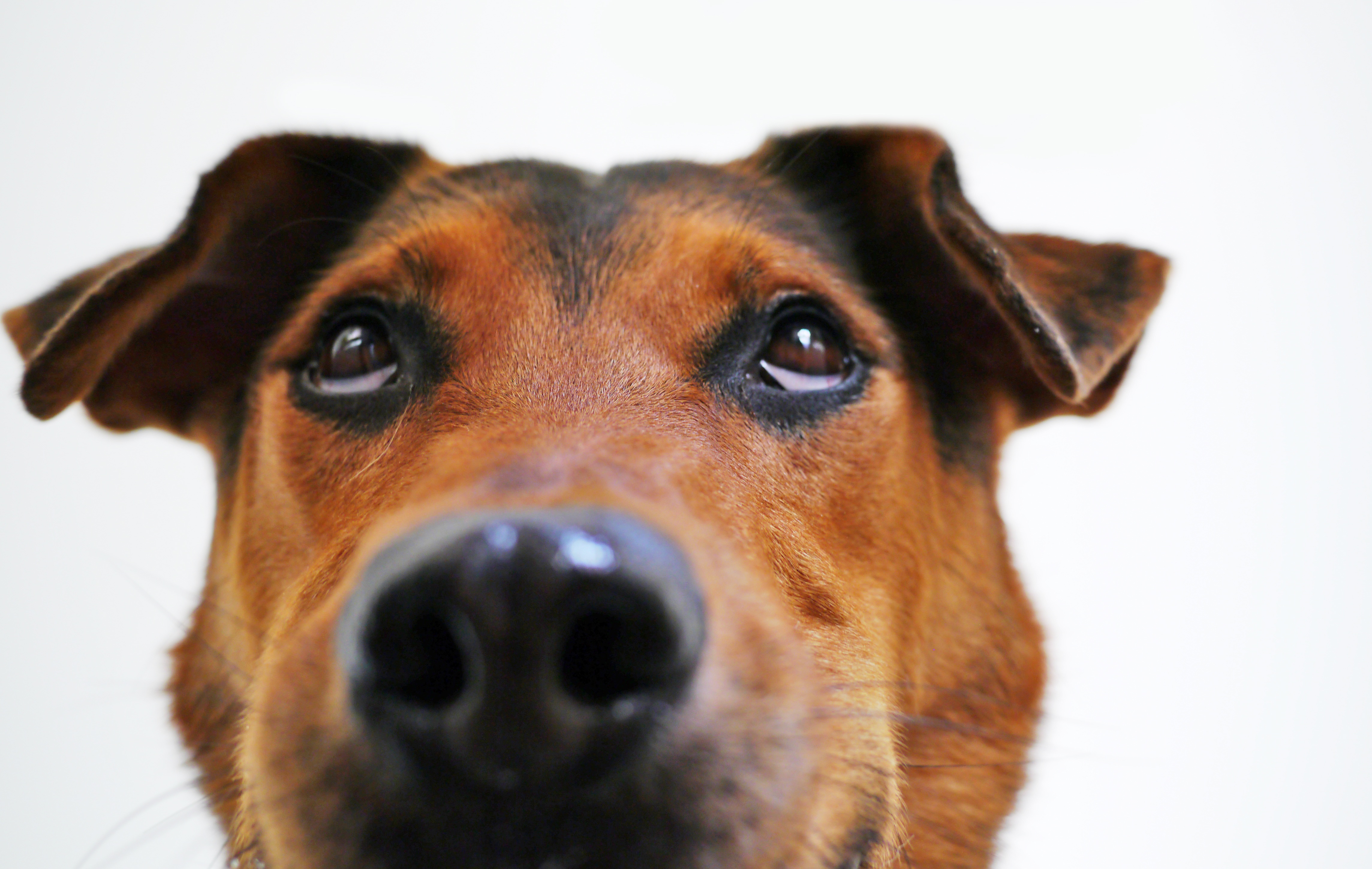 Взгляд вислоухой собаки · бесплатная фотография