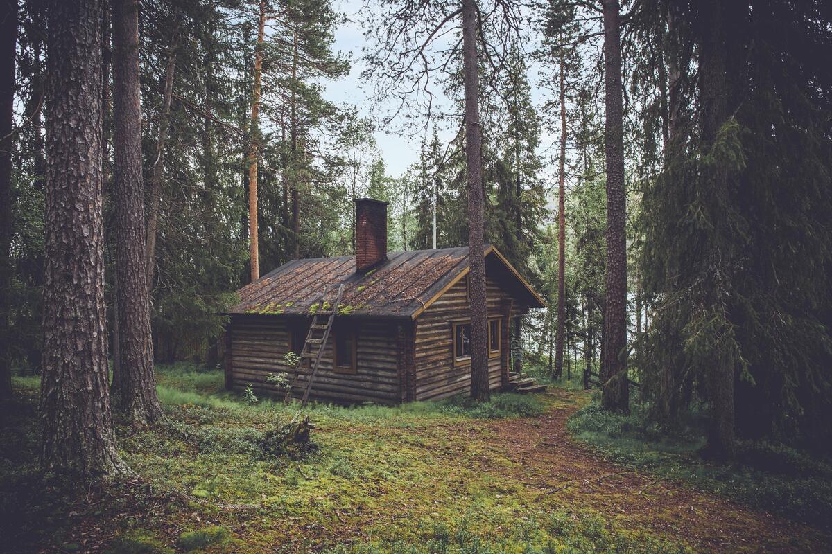 Заброшенный домик лесника в хвойном лесу