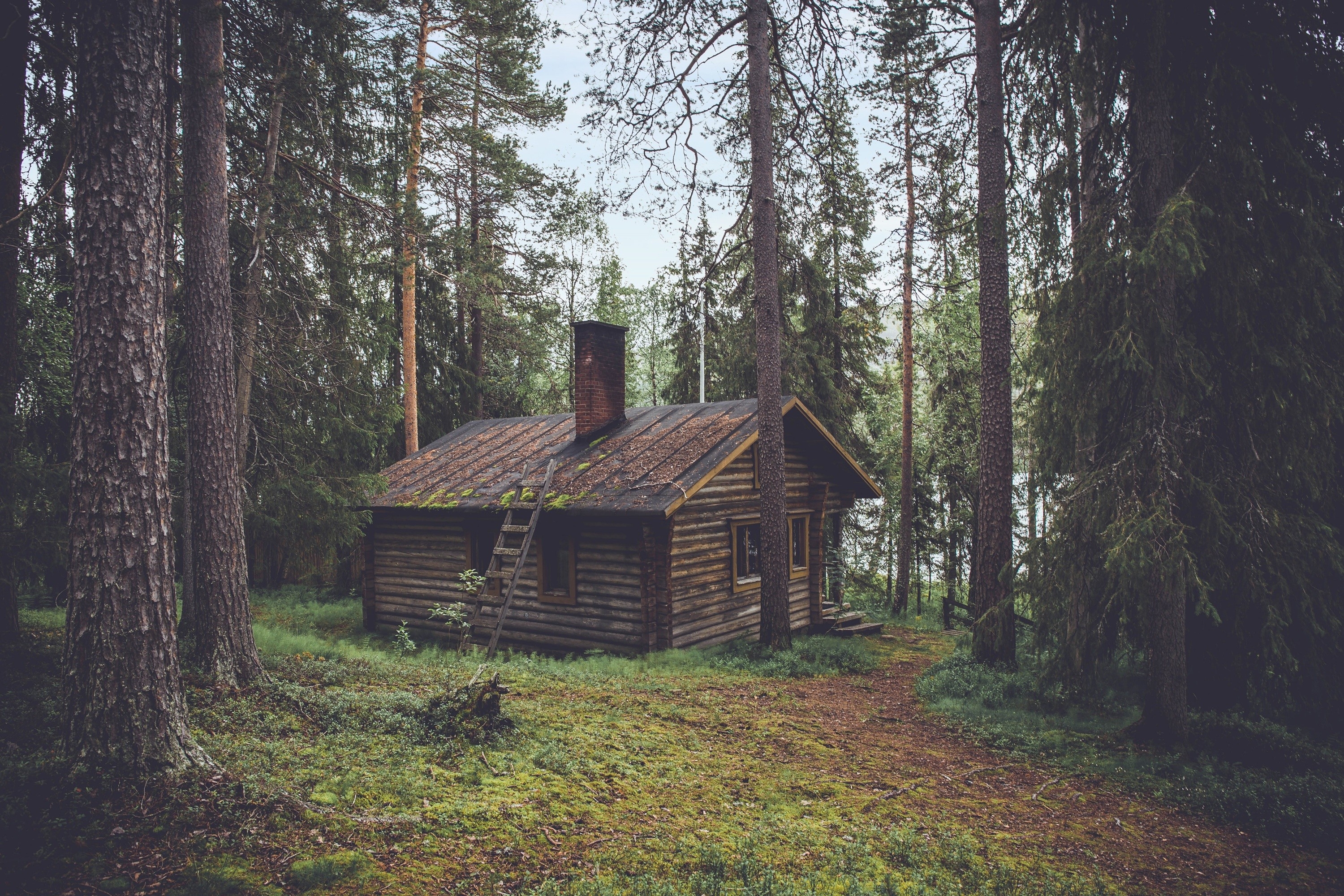 免费照片针叶林中被遗弃的林务员小屋