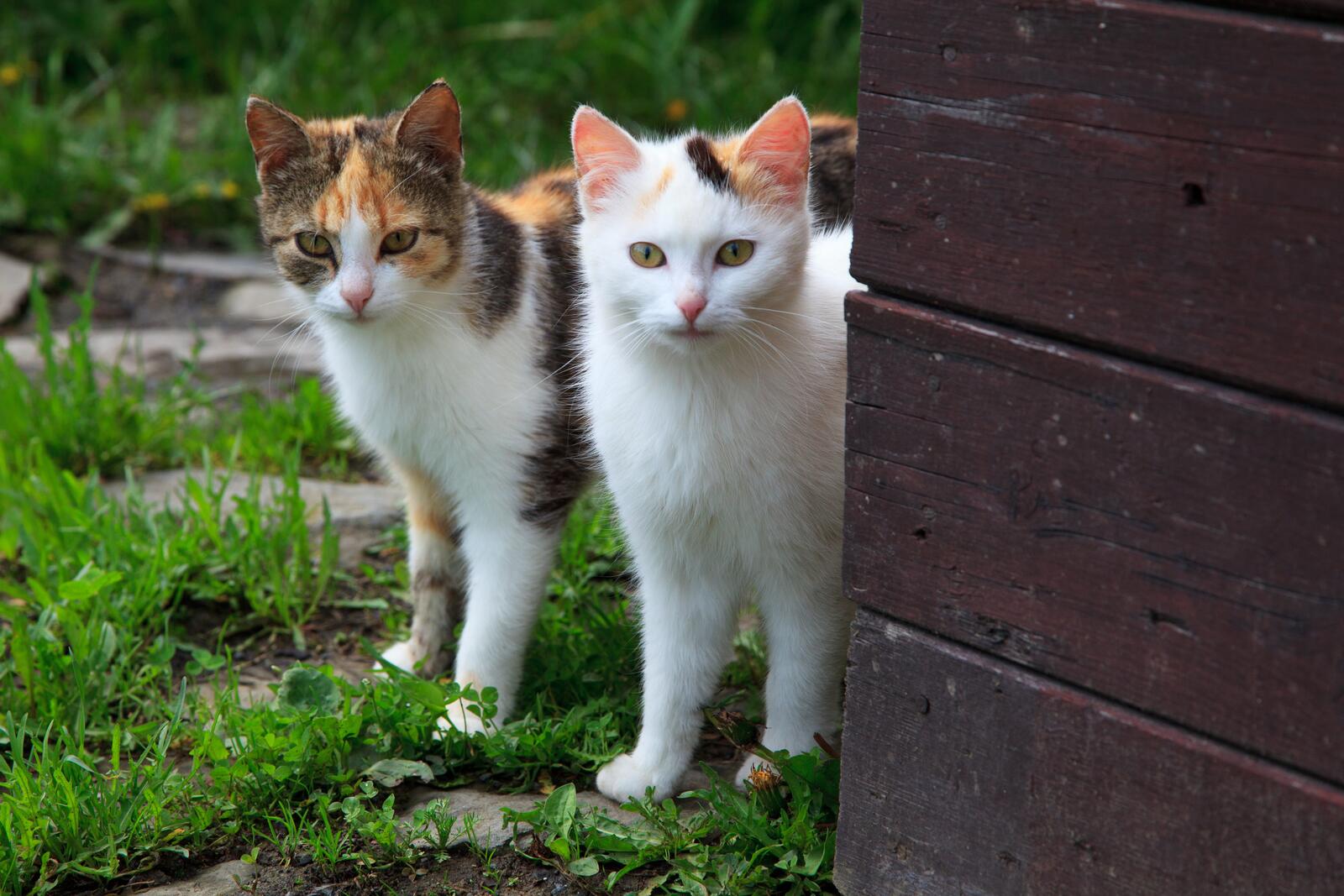 Бесплатное фото Любопытные дворовые кошки