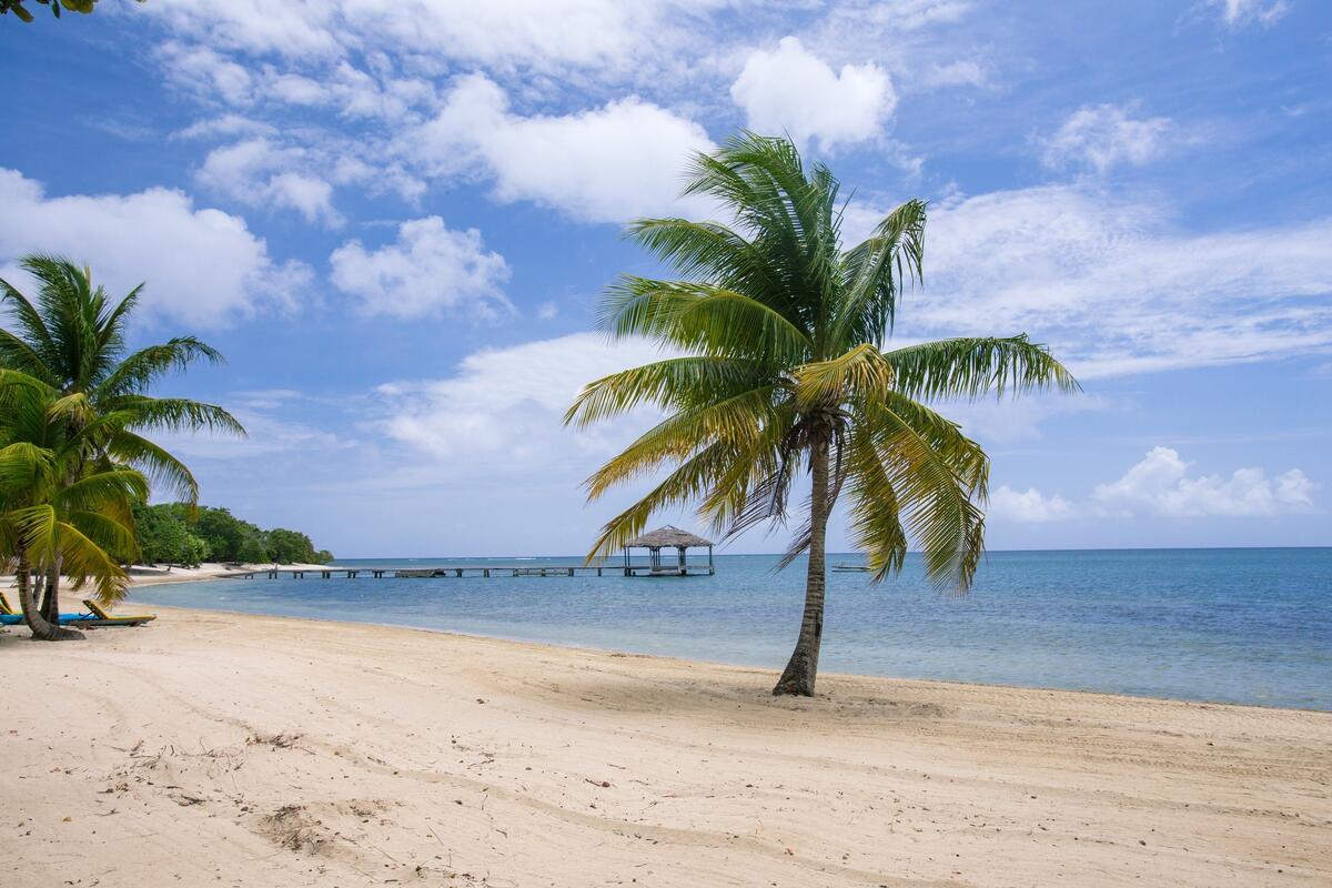 A sandy beach with palm trees
