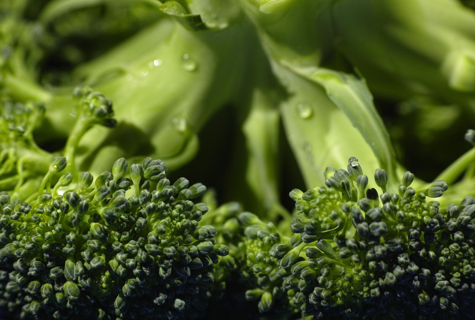 Wallpapers broccoli vegetables drops of water on the desktop