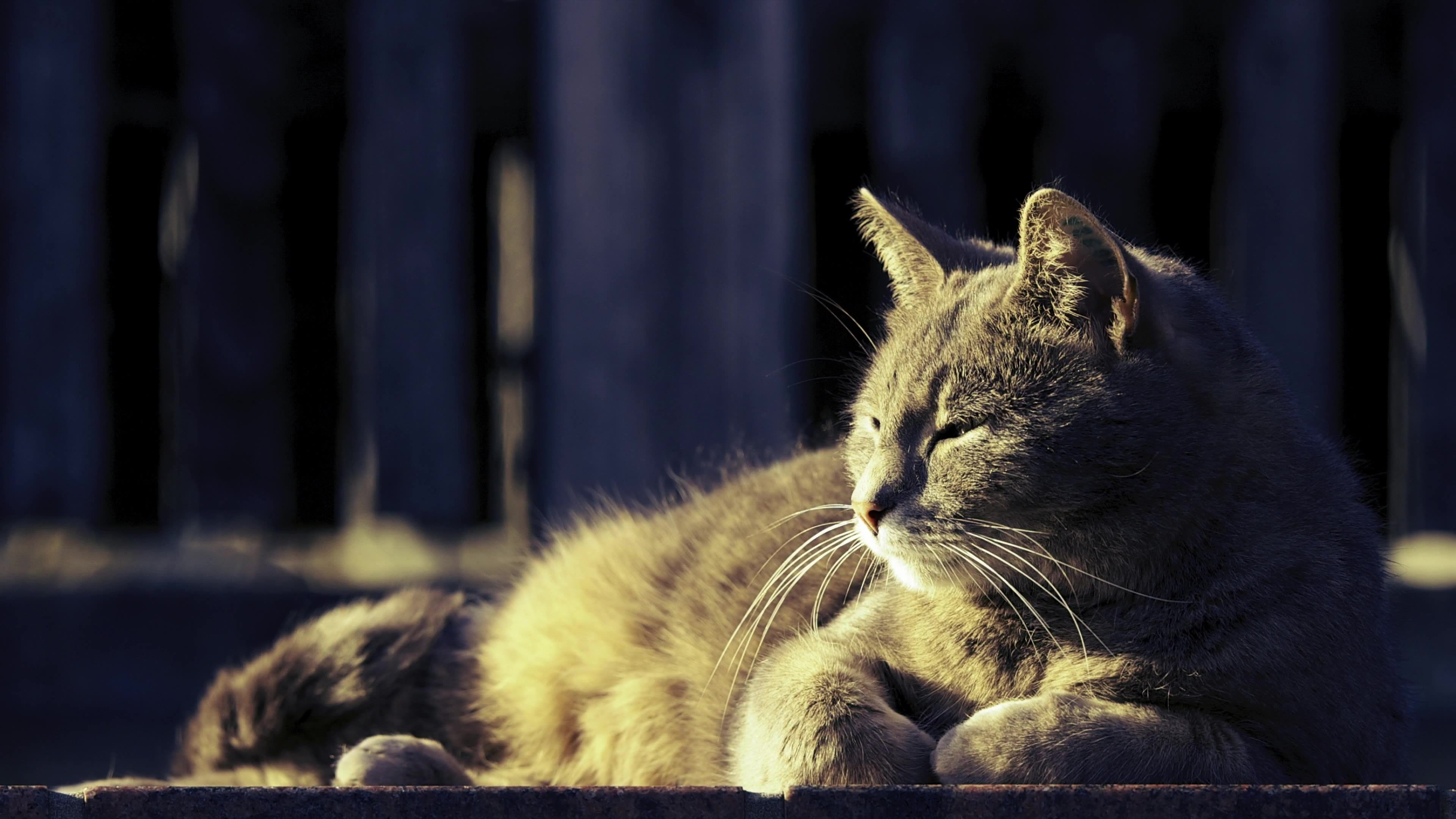 Бесплатное фото Сонный кот лежит при утренних лучах солнца
