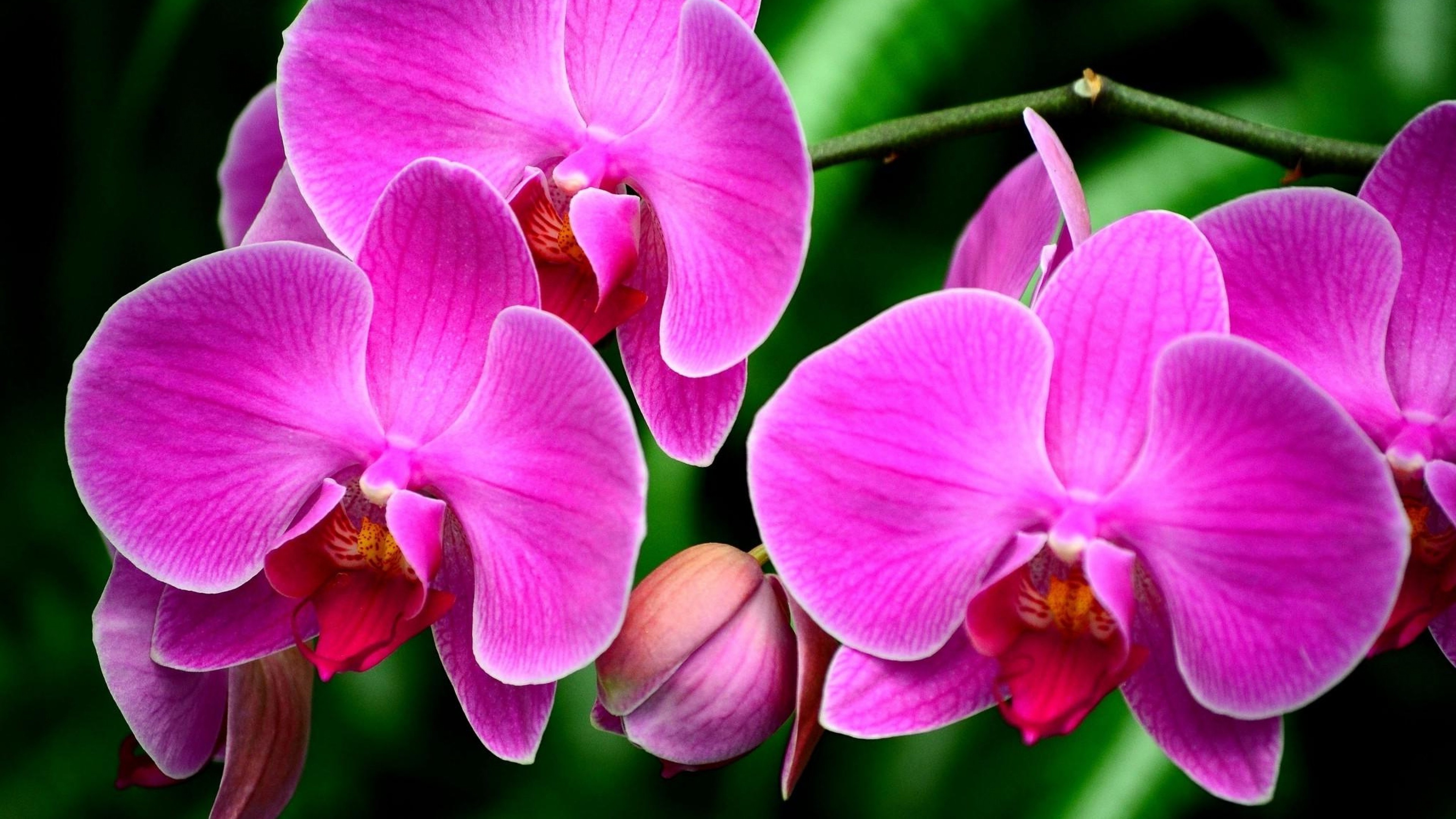 Free photo Pink orchids