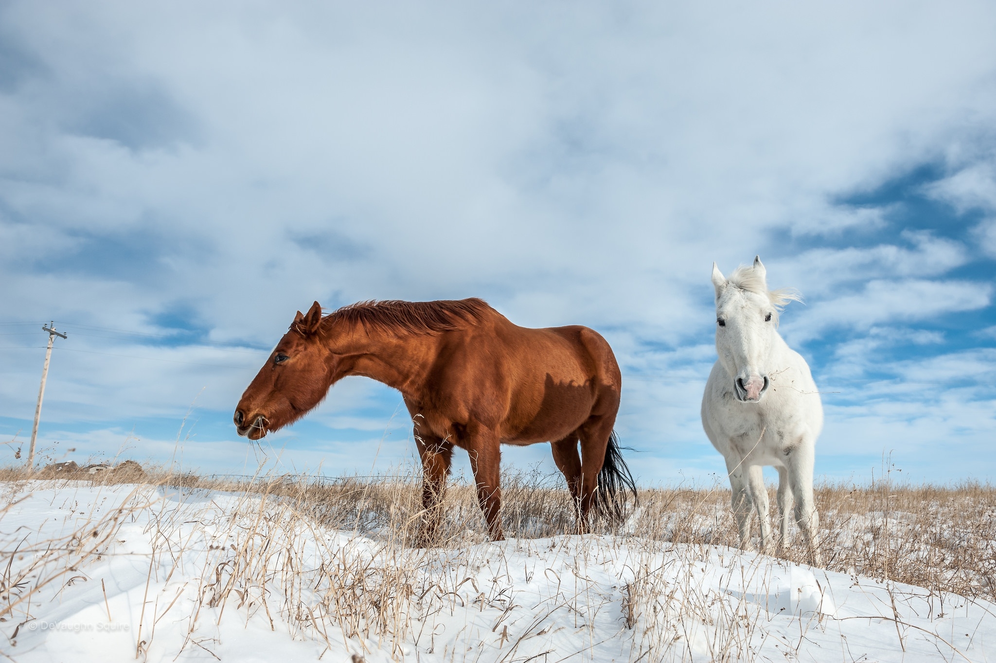 A white horse and a brown horse walk in a snowy field