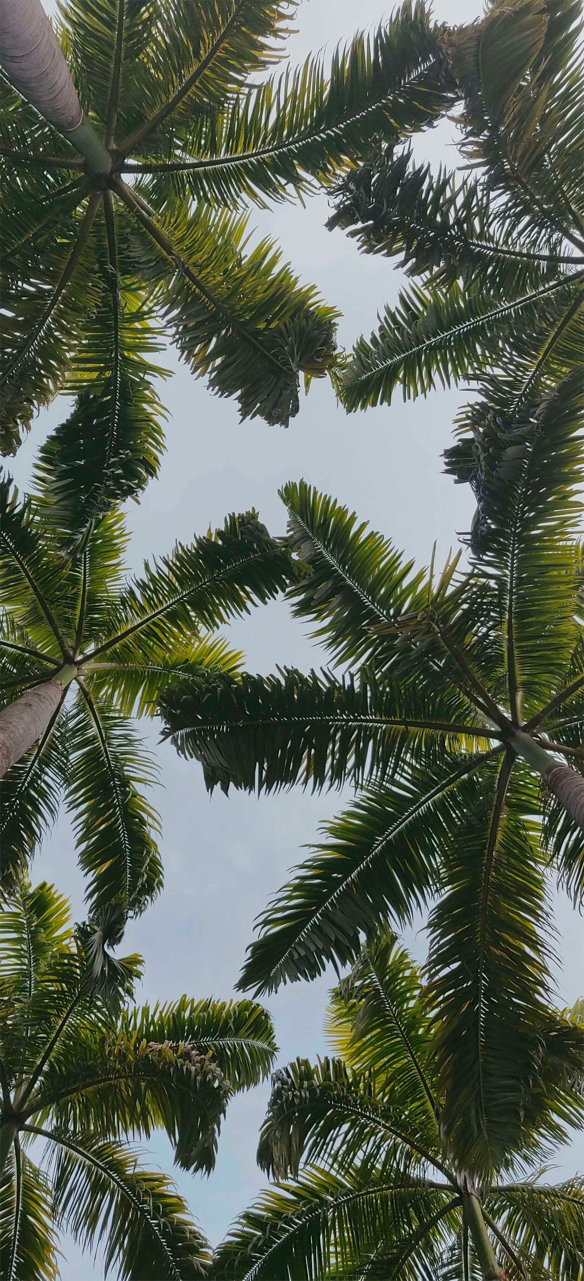 免费照片天空下的棕榈树