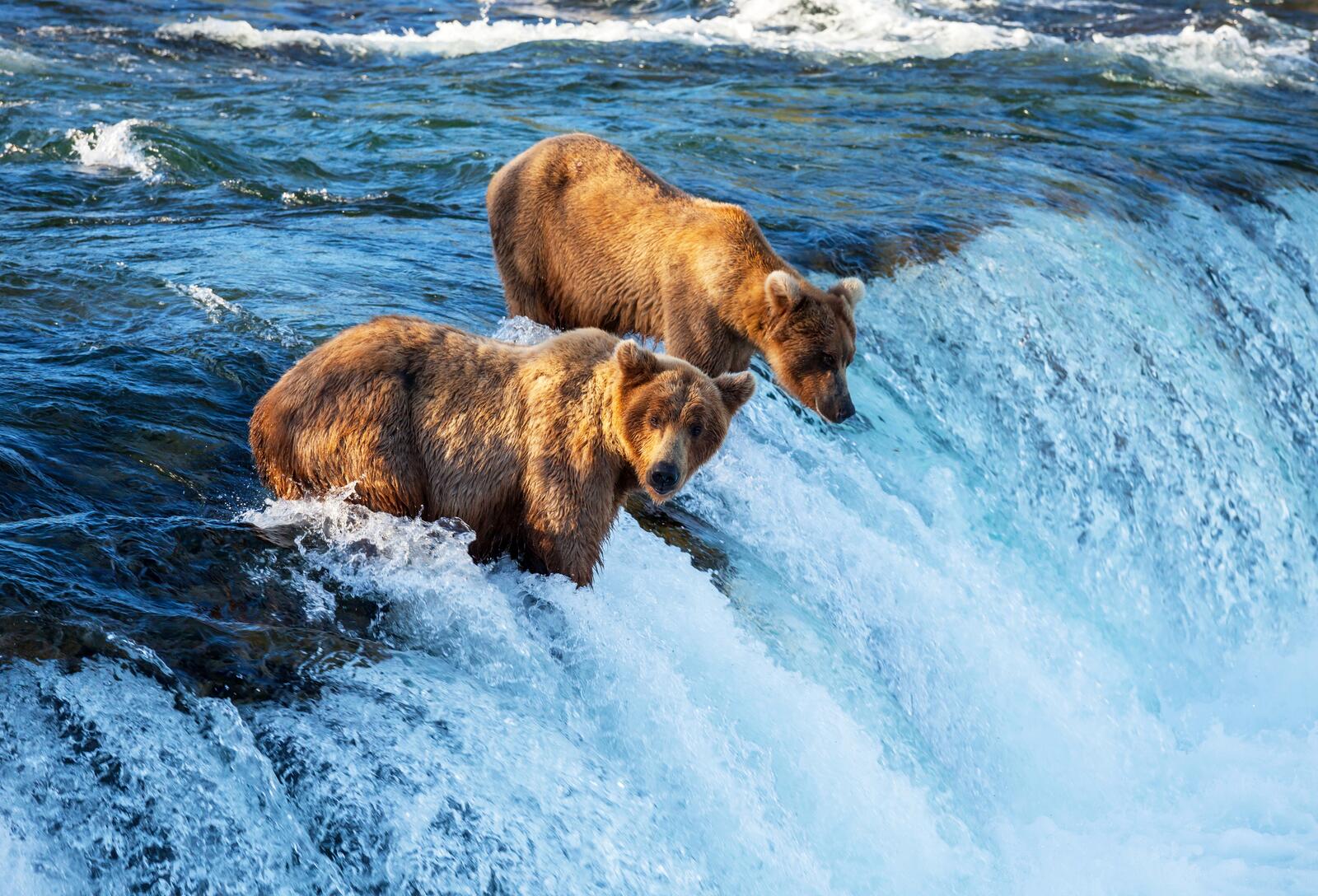 Бесплатное фото Медведи ловят рыбу на реке