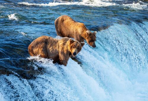 Медведи ловят рыбу на реке