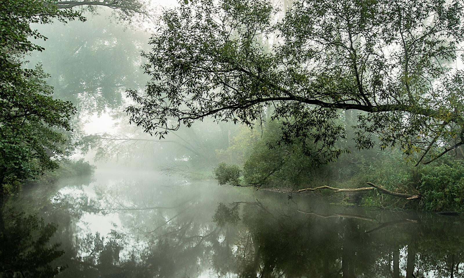Бесплатное фото Туман над рекой в лесу