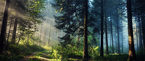 Солнечные лучи освещают грунтовую дорогу в хвойном лесу