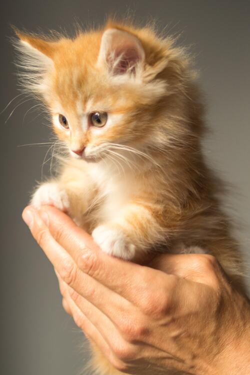 Wallpaper with cute ginger kitten in hands