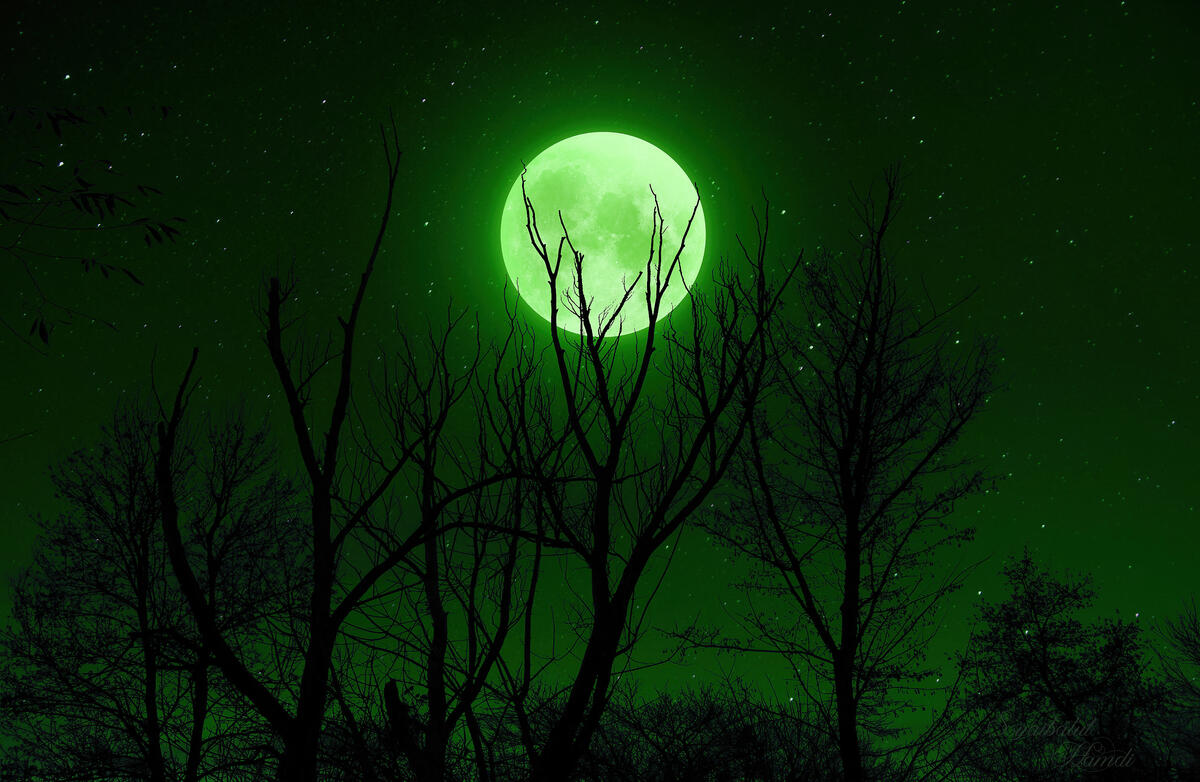 The green moon beneath the tree trunks