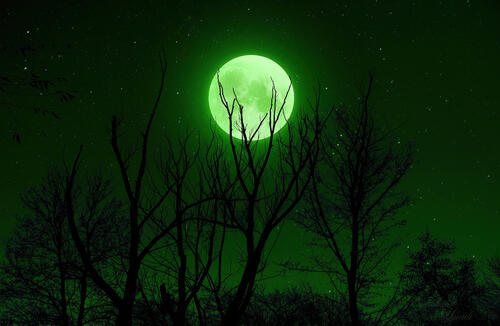 The green moon beneath the tree trunks