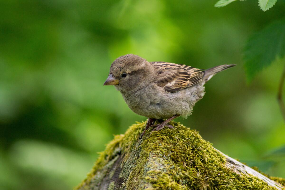 A little bird sits on a mossy rock.