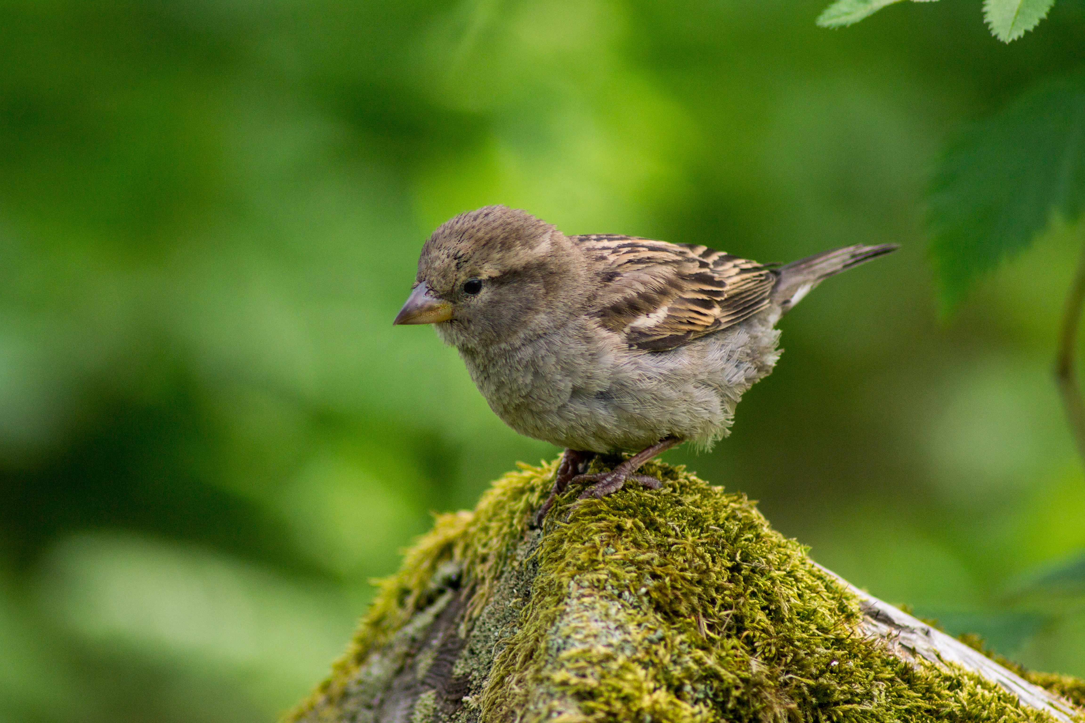 Бесплатное фото Маленькая птичка сидит на камне заросшем мхом