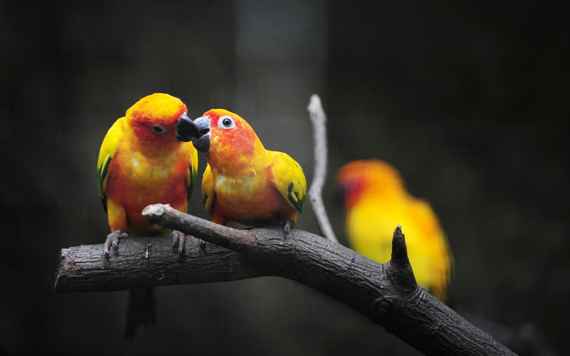 Обои попугаи молодые кормления на рабочий стол