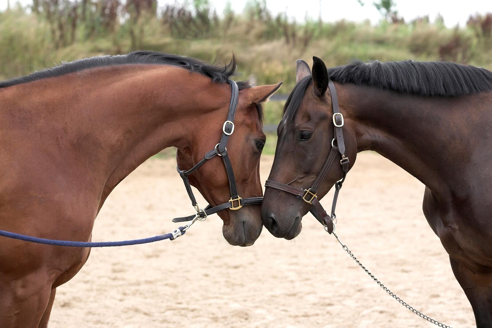 Free photo A loving pair of horses