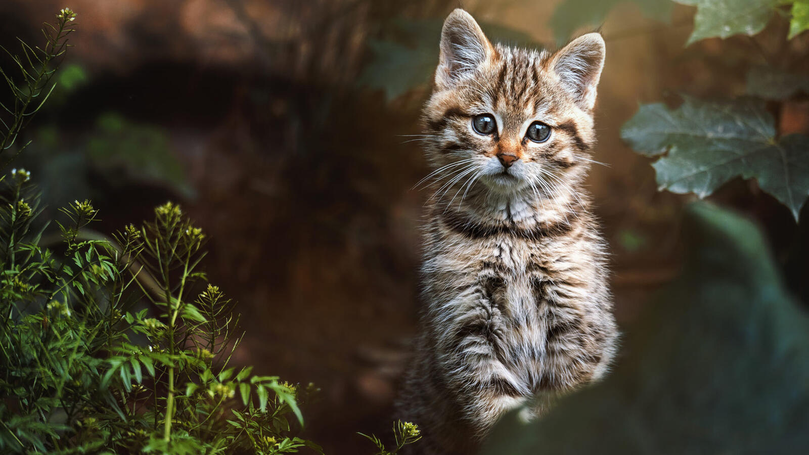 Free photo Wallpaper with a surprised kitten