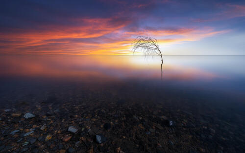 A lonely dry tree growing out of the water