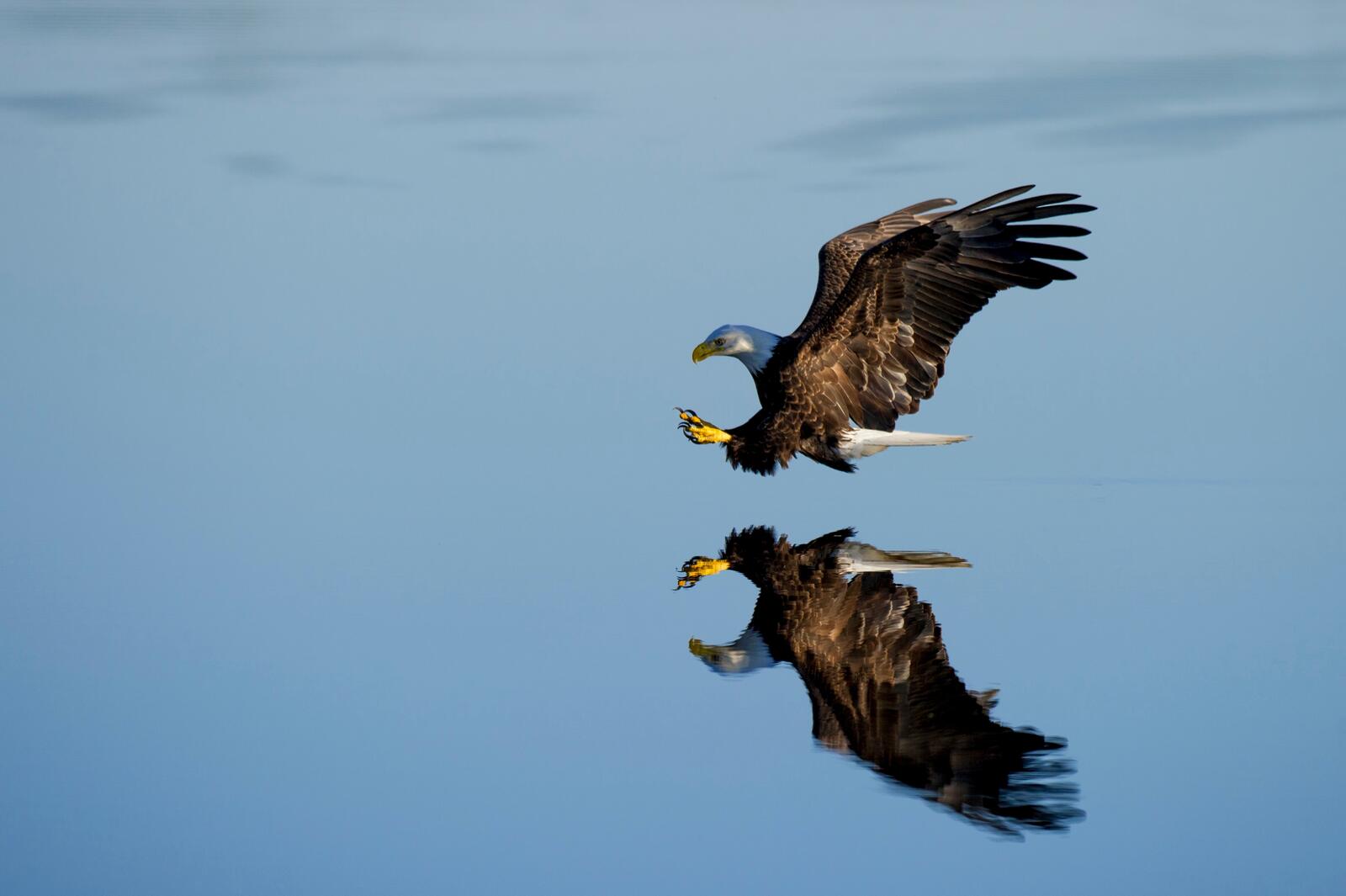 免费照片一只老鹰在湖上捕鱼。