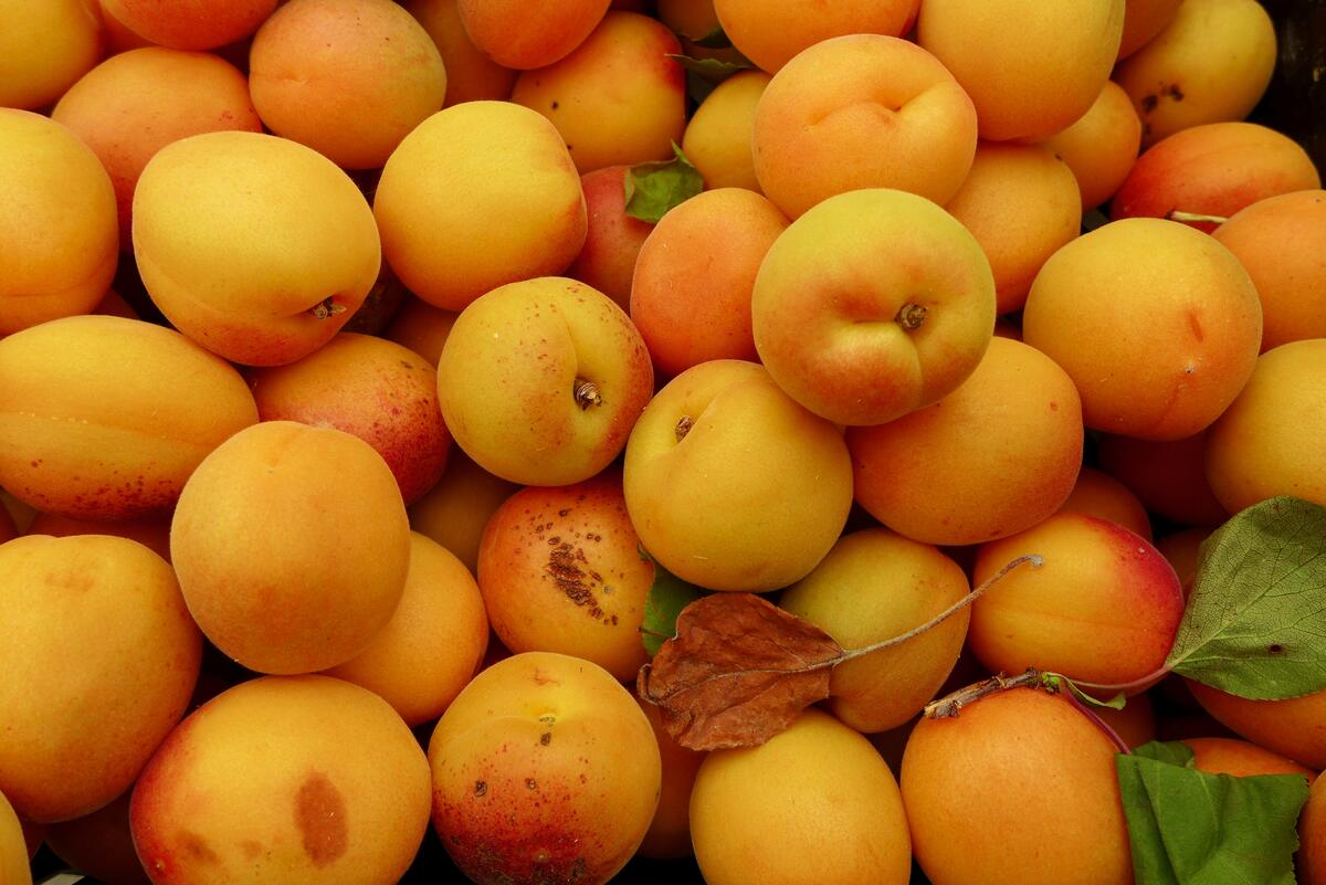 Спелые абрикосы рассыпанные по столу