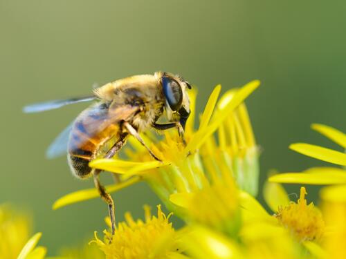 Пчела крупным планом собирает нектар с цветка