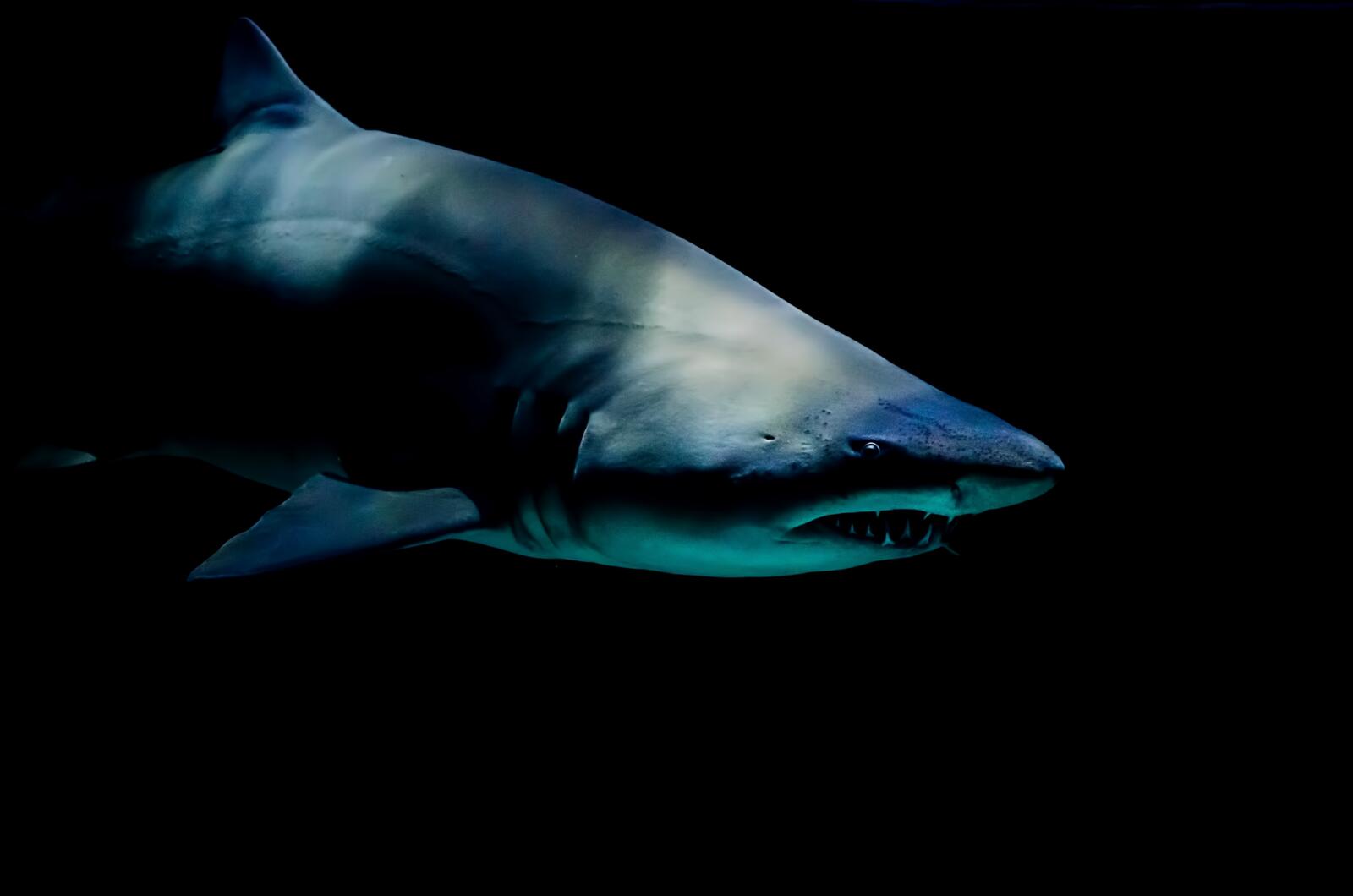 Бесплатное фото Акула в темноте
