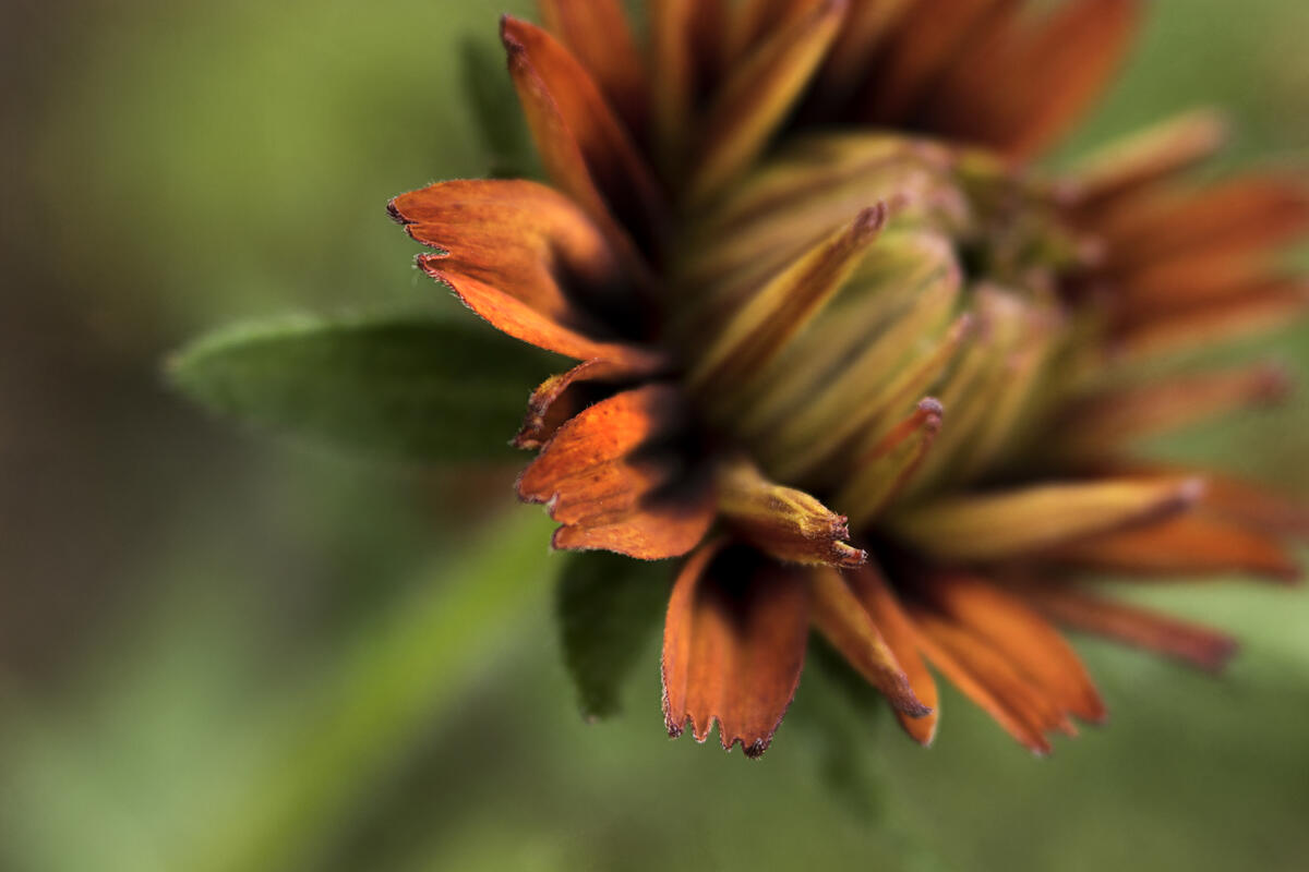 Bright orange flower on a blurred background