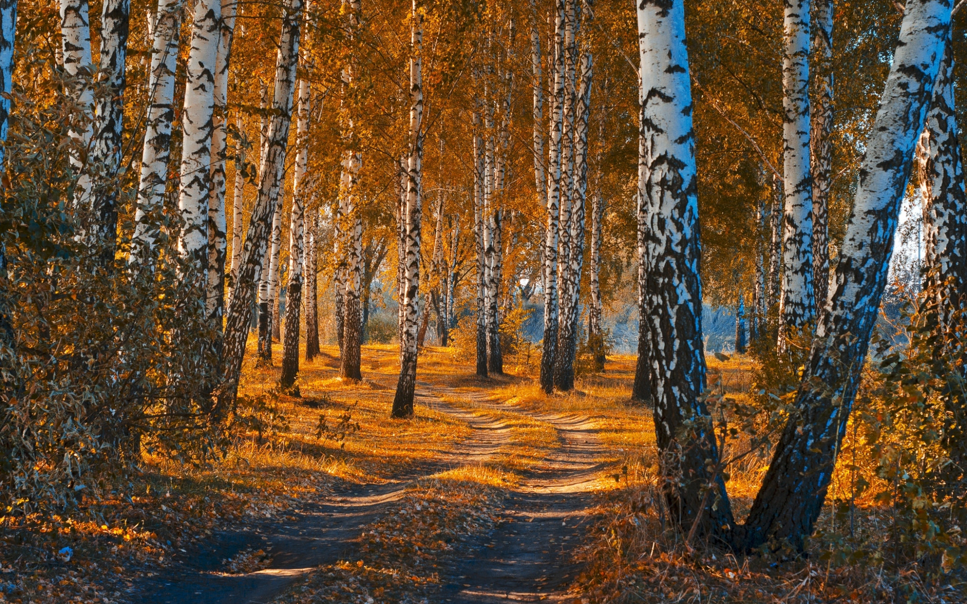 Autumn landscape. Birches